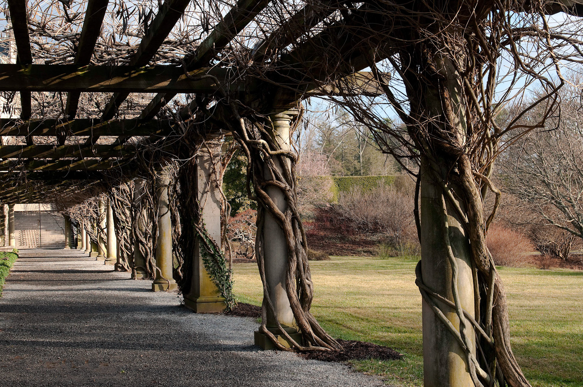 Wisteria Trellis - Asheville, North Carolina