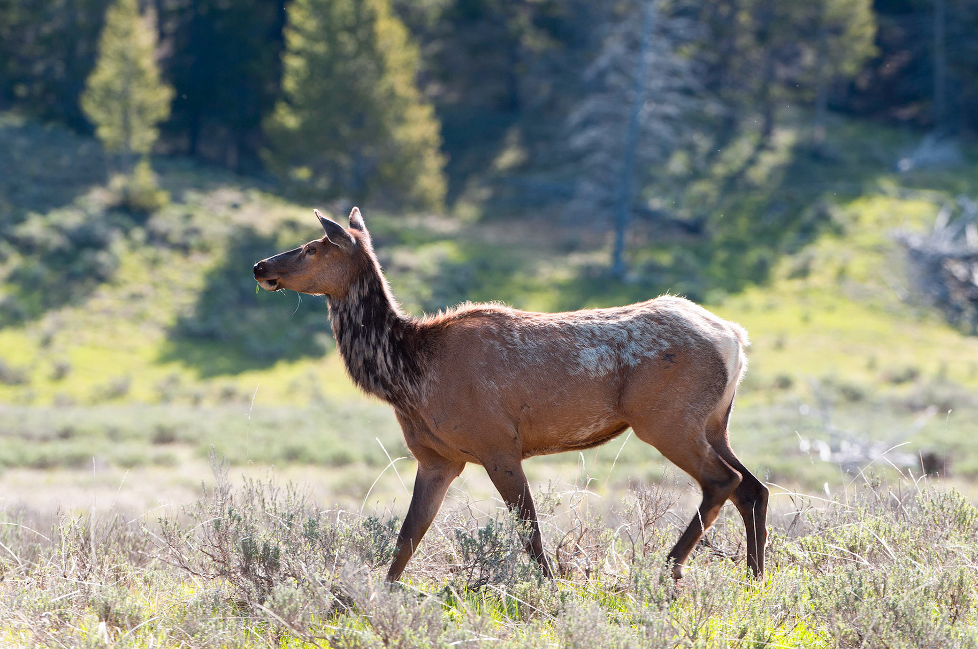 Pelican Valley Elk - Yellowstone National Park, Wyoming