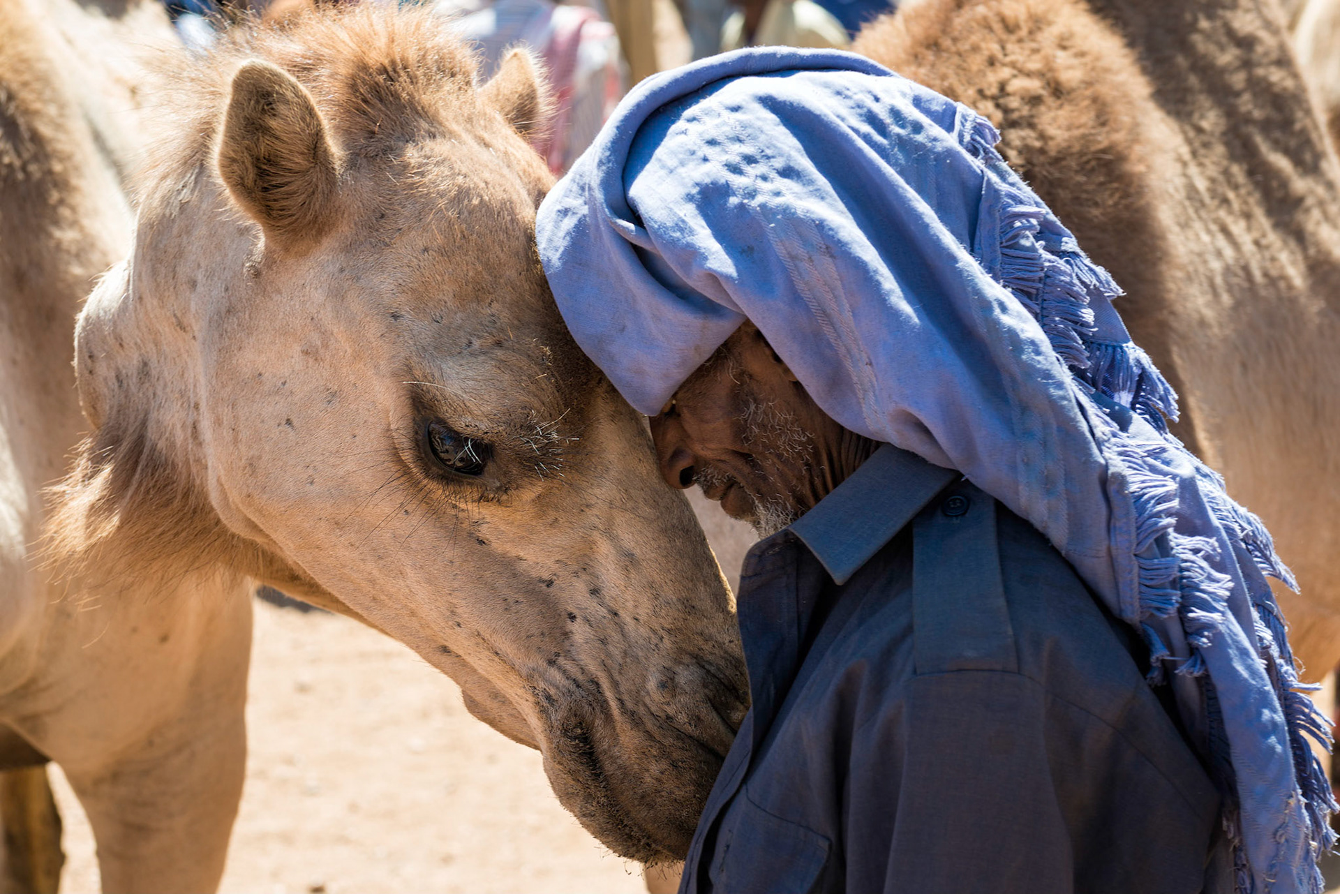 A Man and His Camel - Babile, Ethiopia