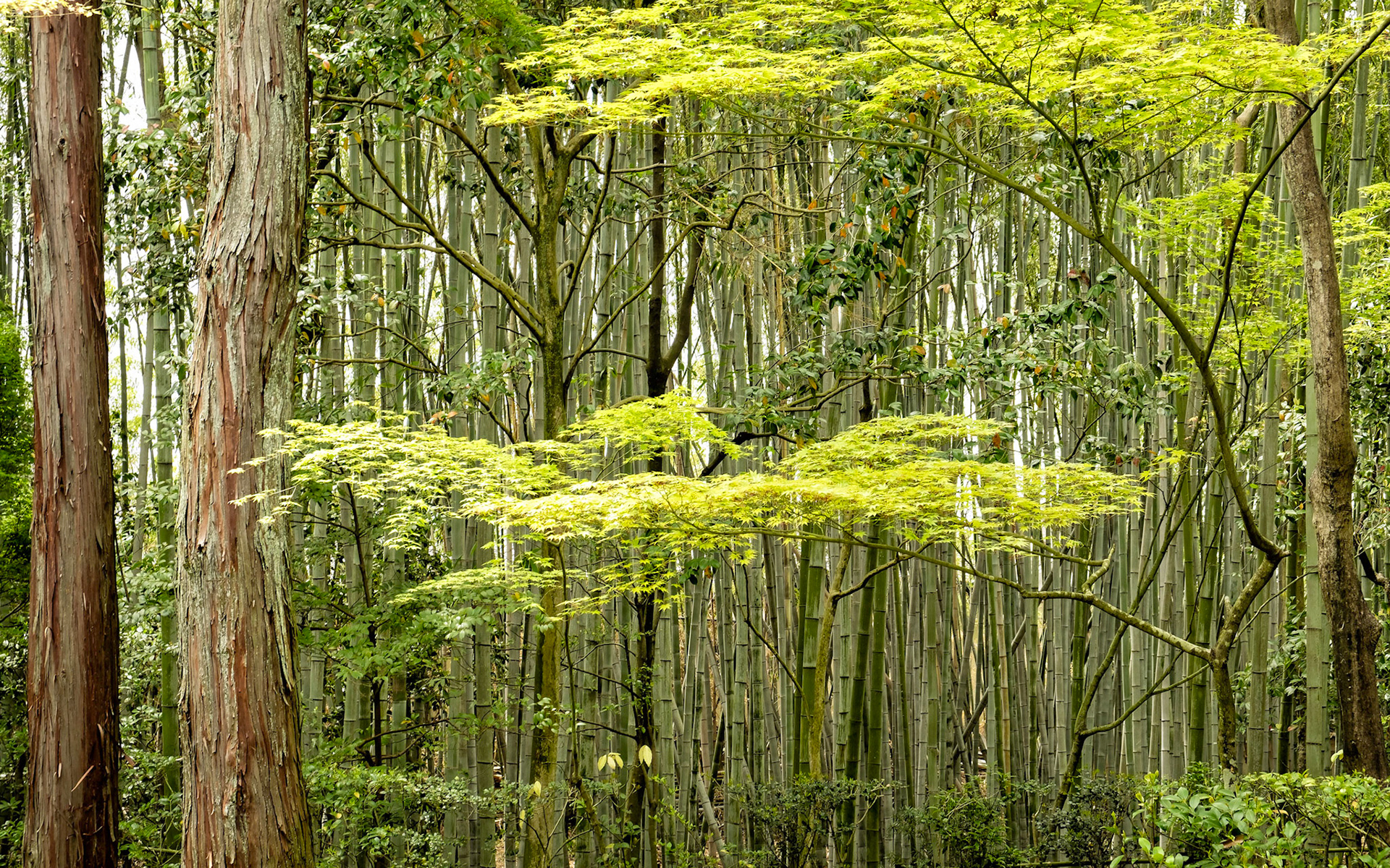Arashiyama - Kyoto, Japan
