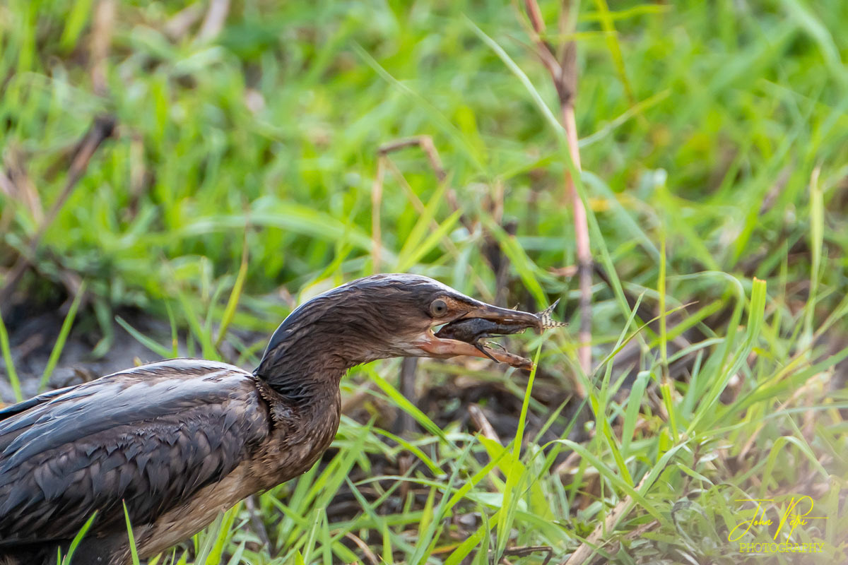 Okavango, Namibia, Africa