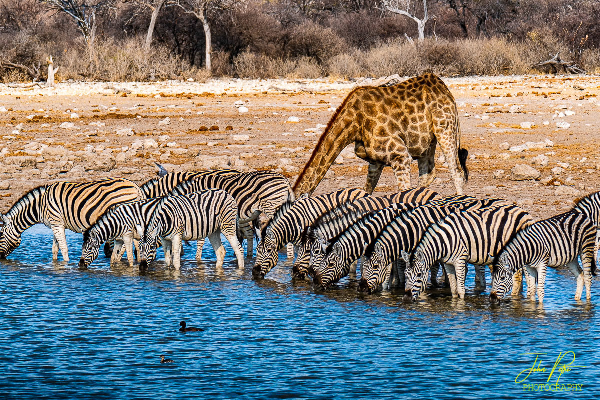 Etosha National Park, Namibia, Africa