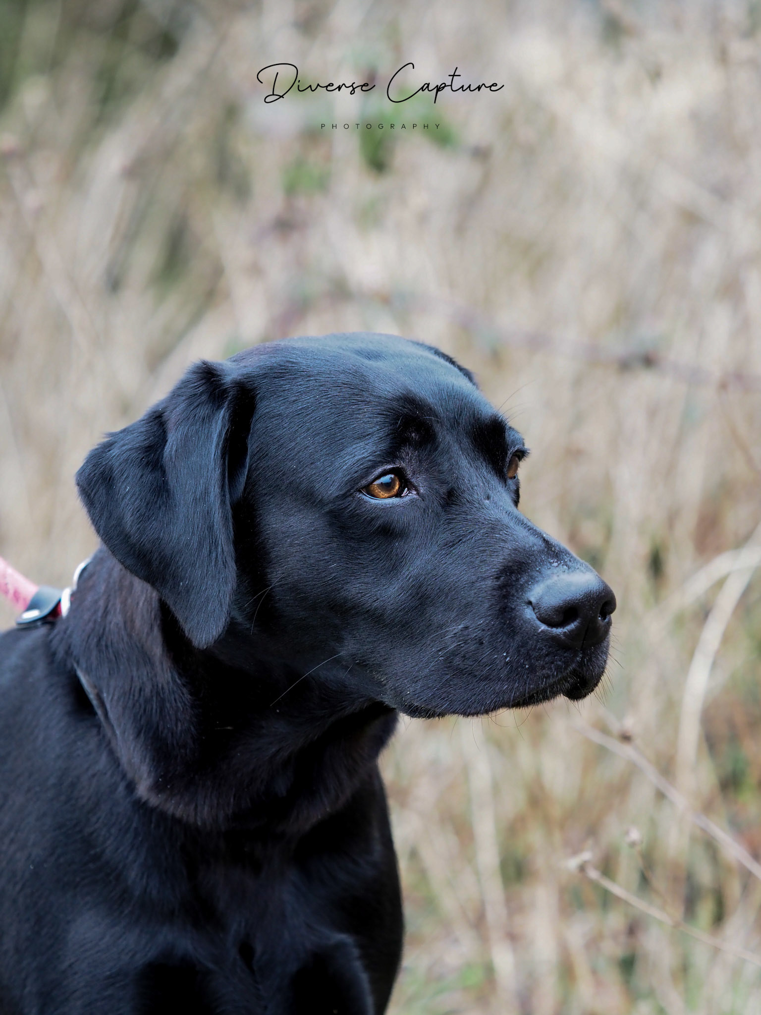 Portrait Dog photographer Sudbury, Suffolk