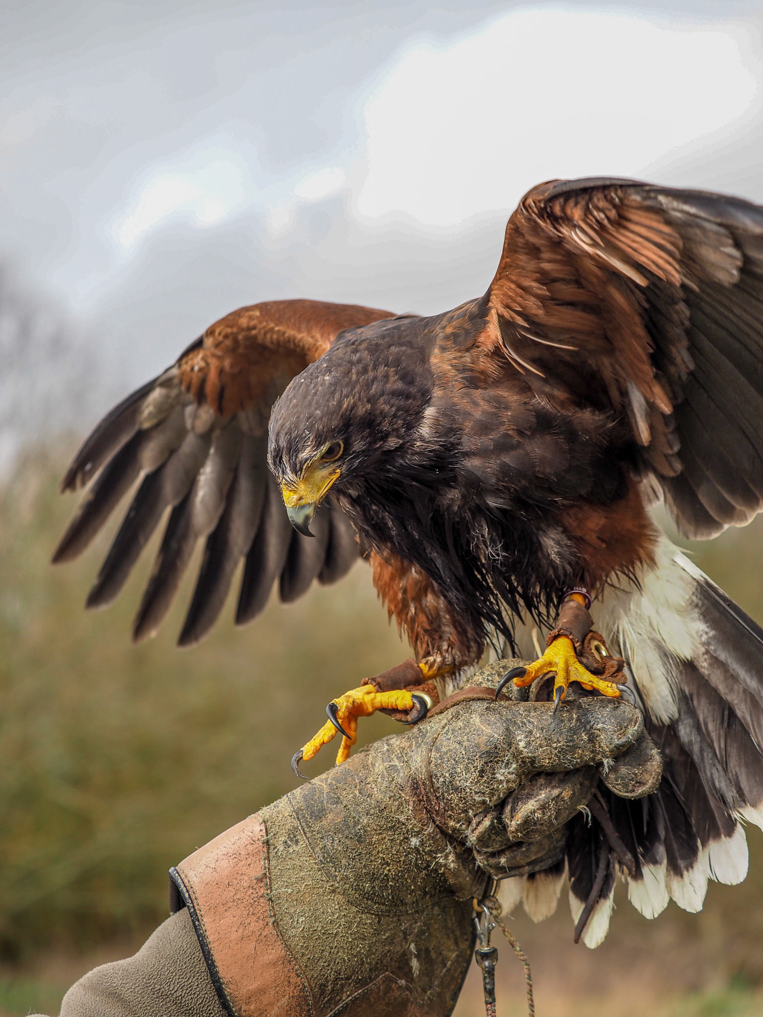 Pet Portrait photographer Sudbury, Suffolk