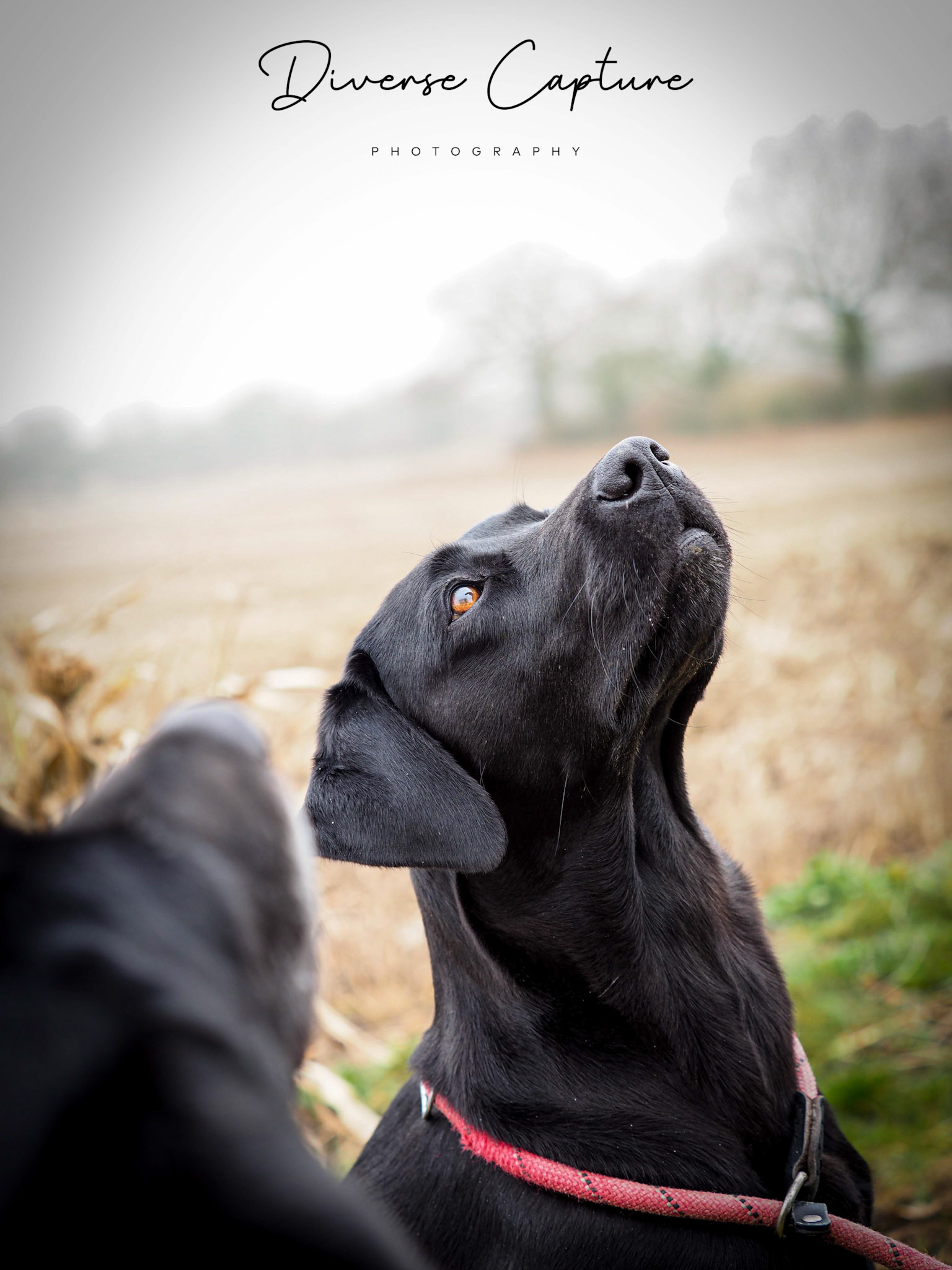 Dog Portrait photographer Sudbury, Suffolk