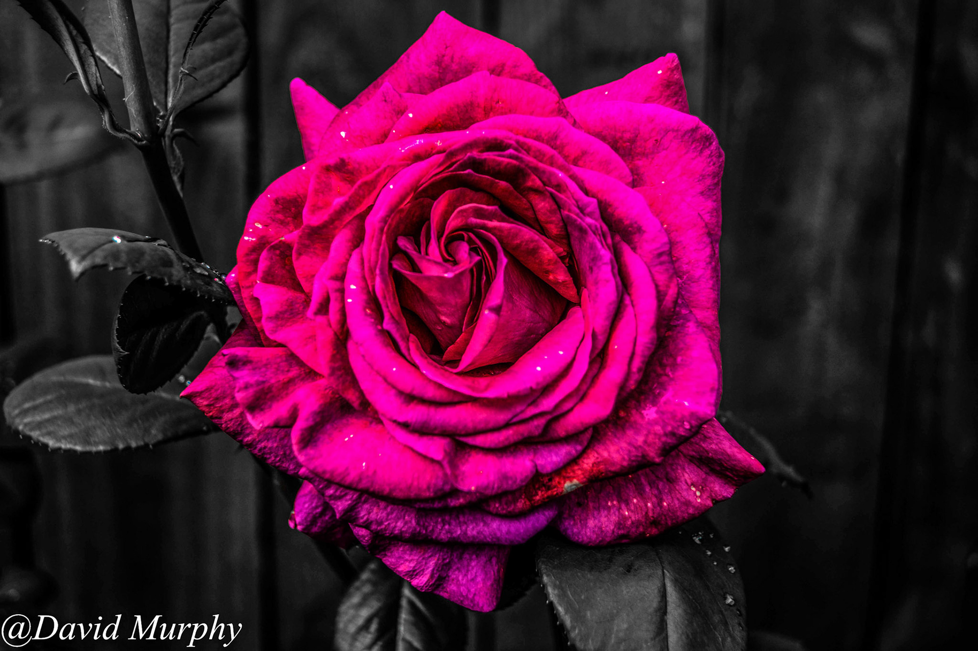 Purple Garden Rose.