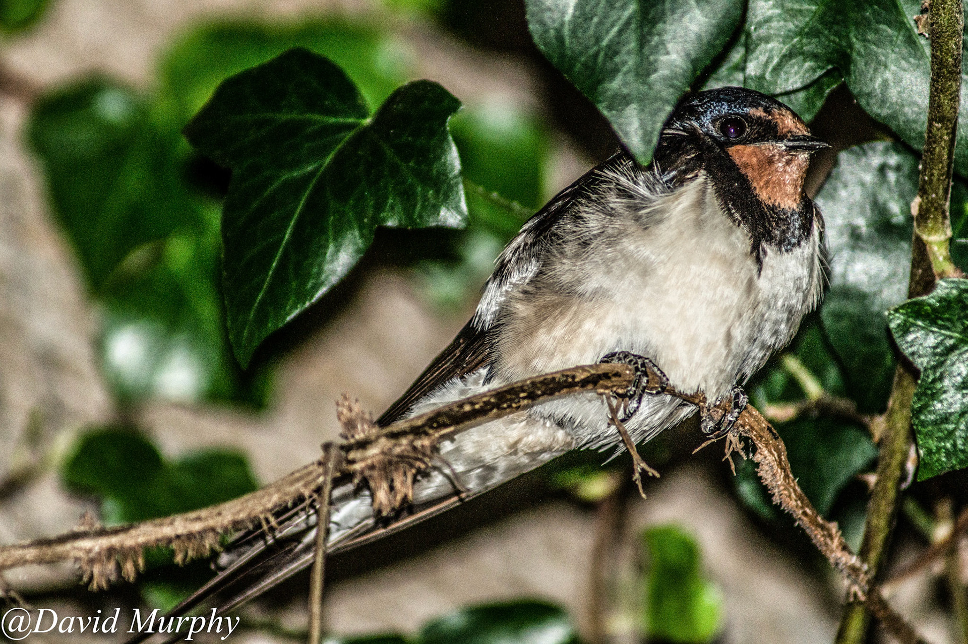 Swallow.