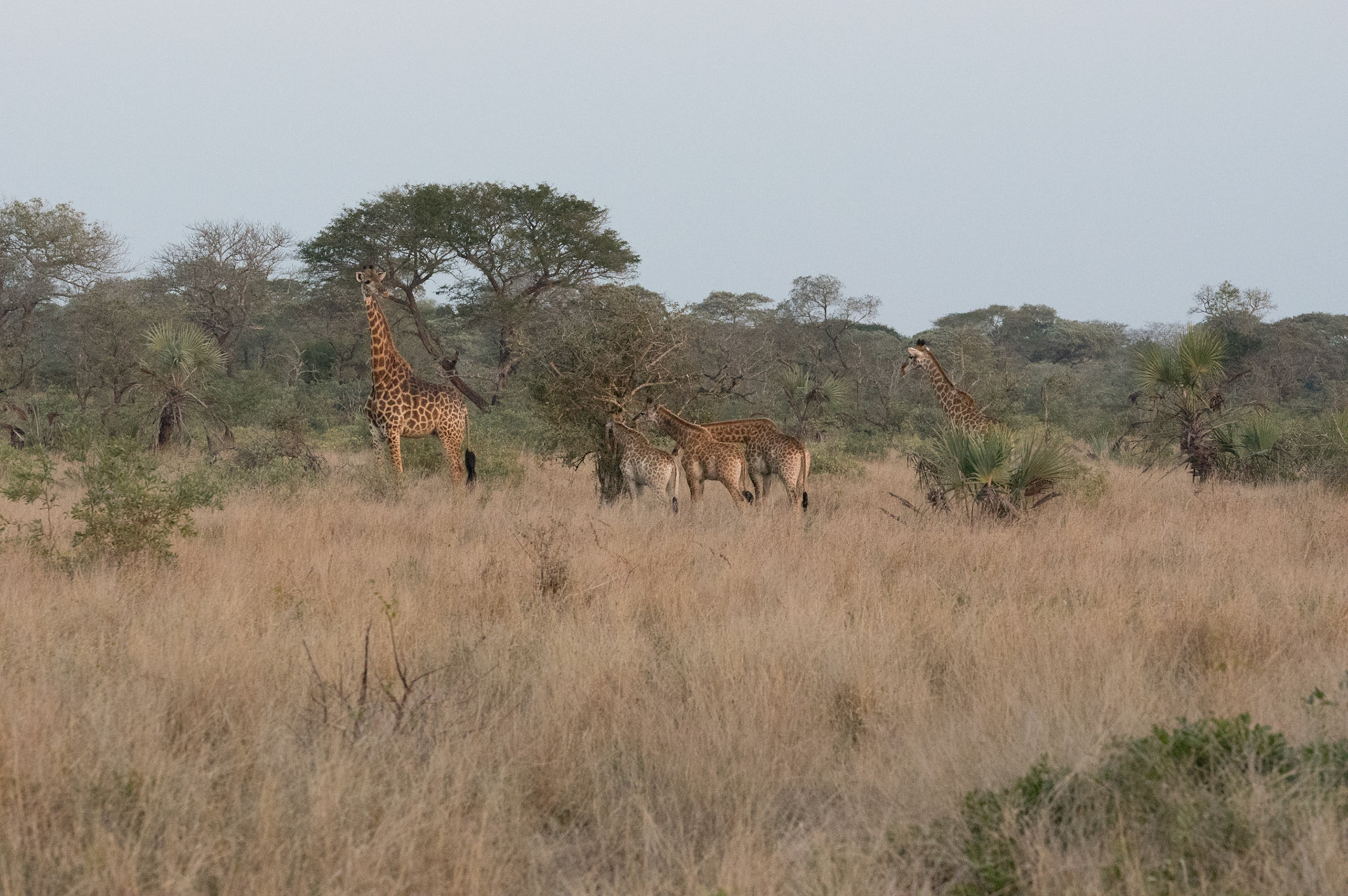 JCCharles Photography - 2017 Tembe Elephant Preserve - South Africa