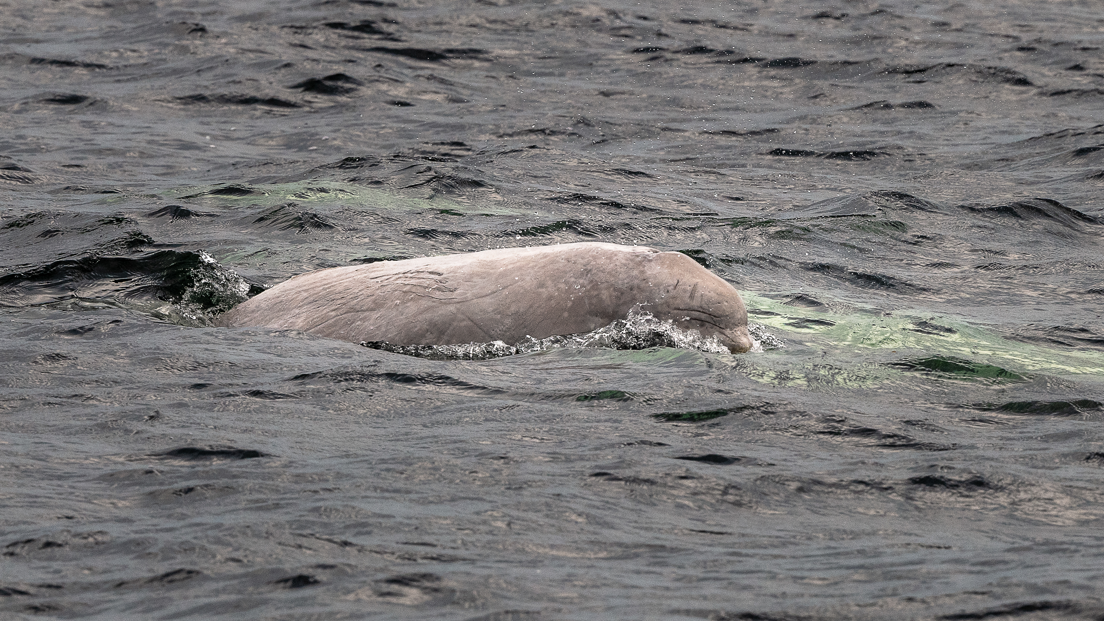 Beluga Juvenile