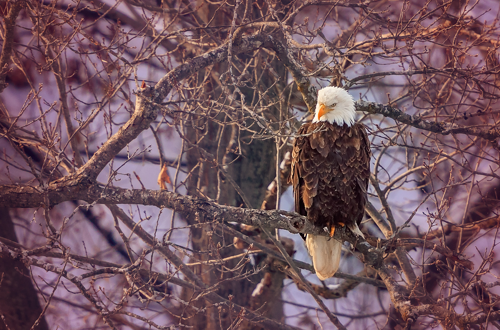 PETER LAKOMY PHOTOGRAPHY Bald EaglesStarved Rock State Park