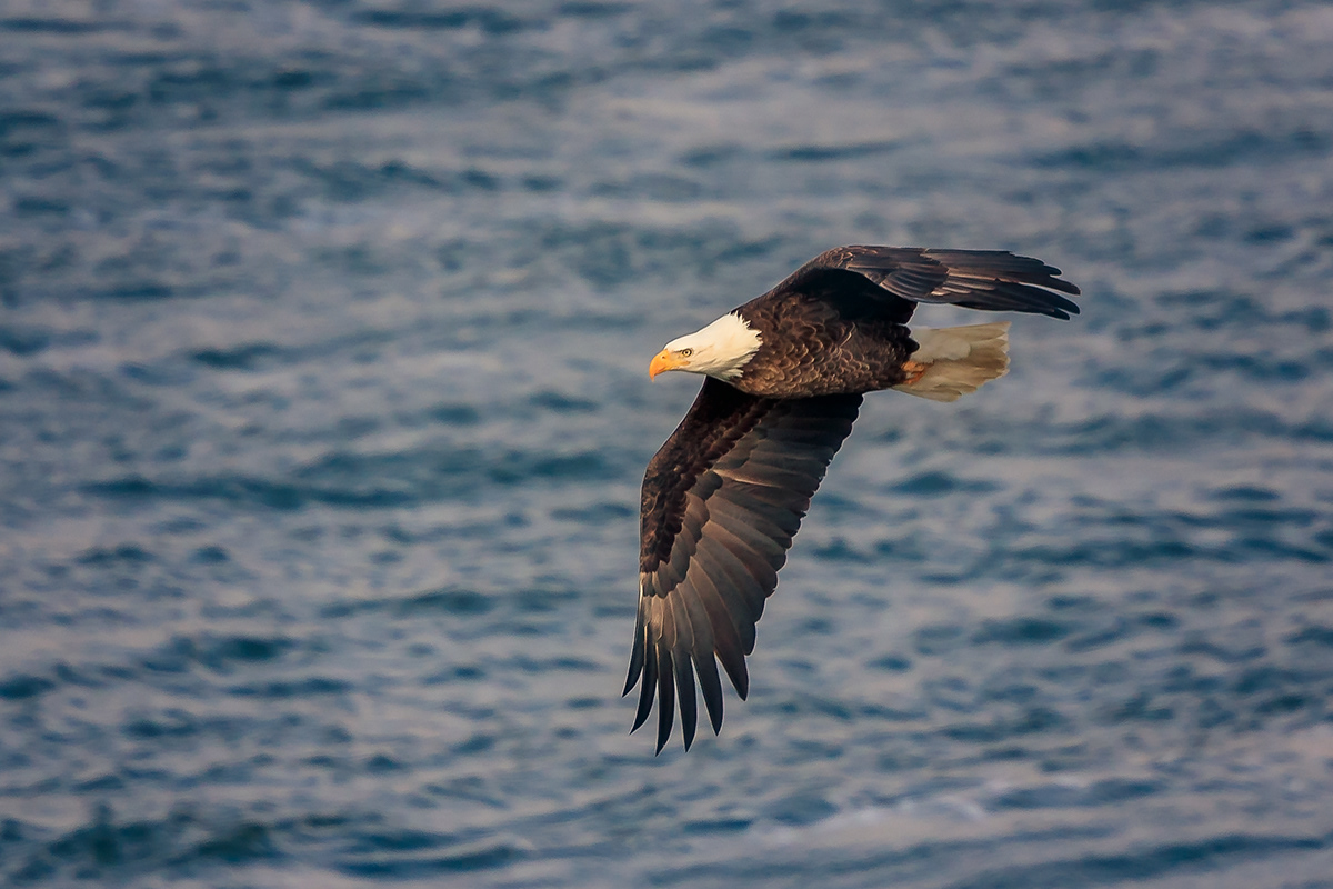 PETER LAKOMY PHOTOGRAPHY Bald EaglesStarved Rock State Park