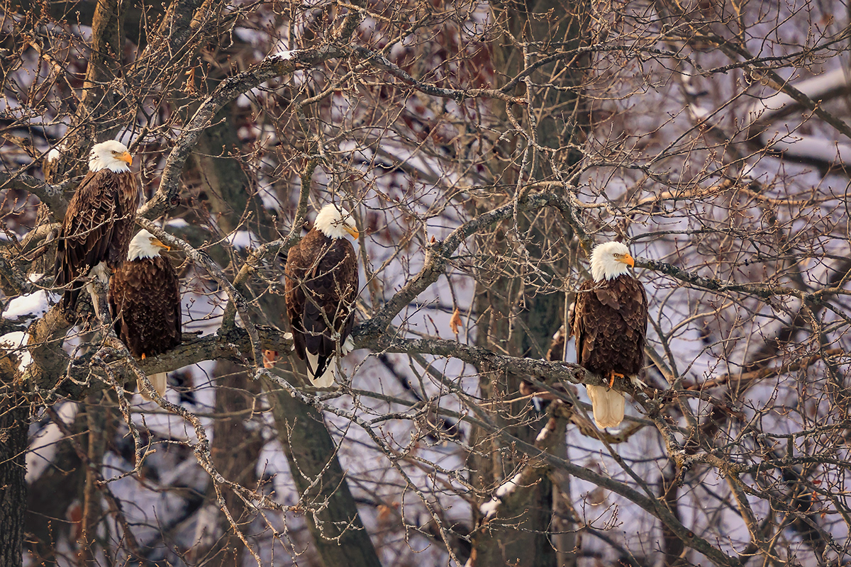 PETER LAKOMY PHOTOGRAPHY Bald EaglesStarved Rock State Park