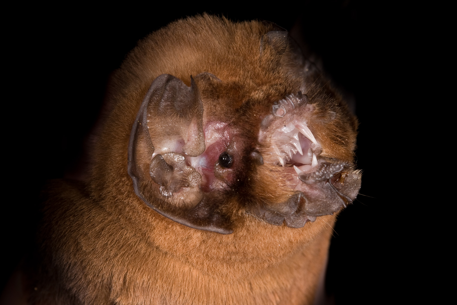 Alberto Lopez - Bats of Puerto Rico