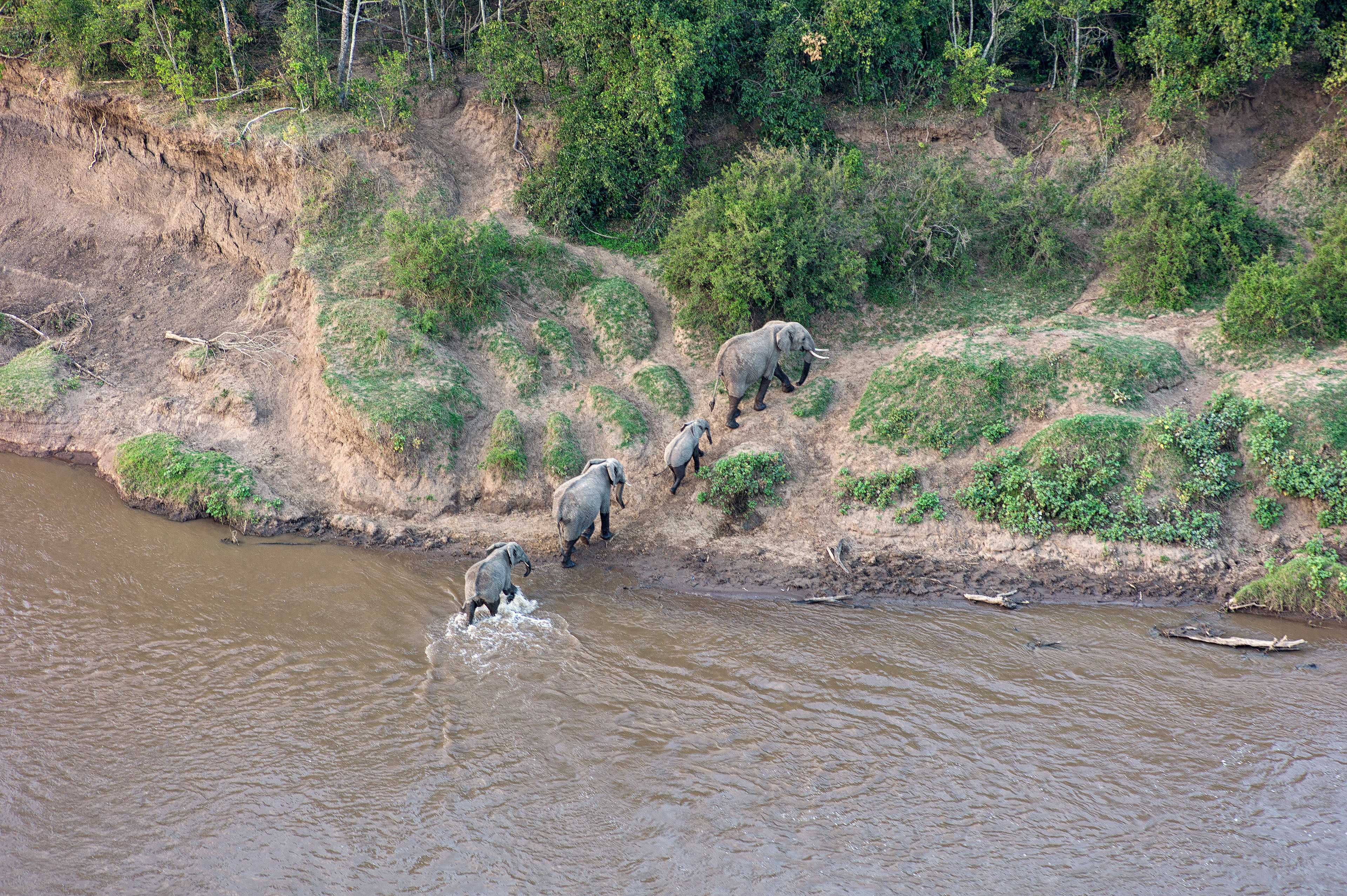 Elephants (Leica M9)