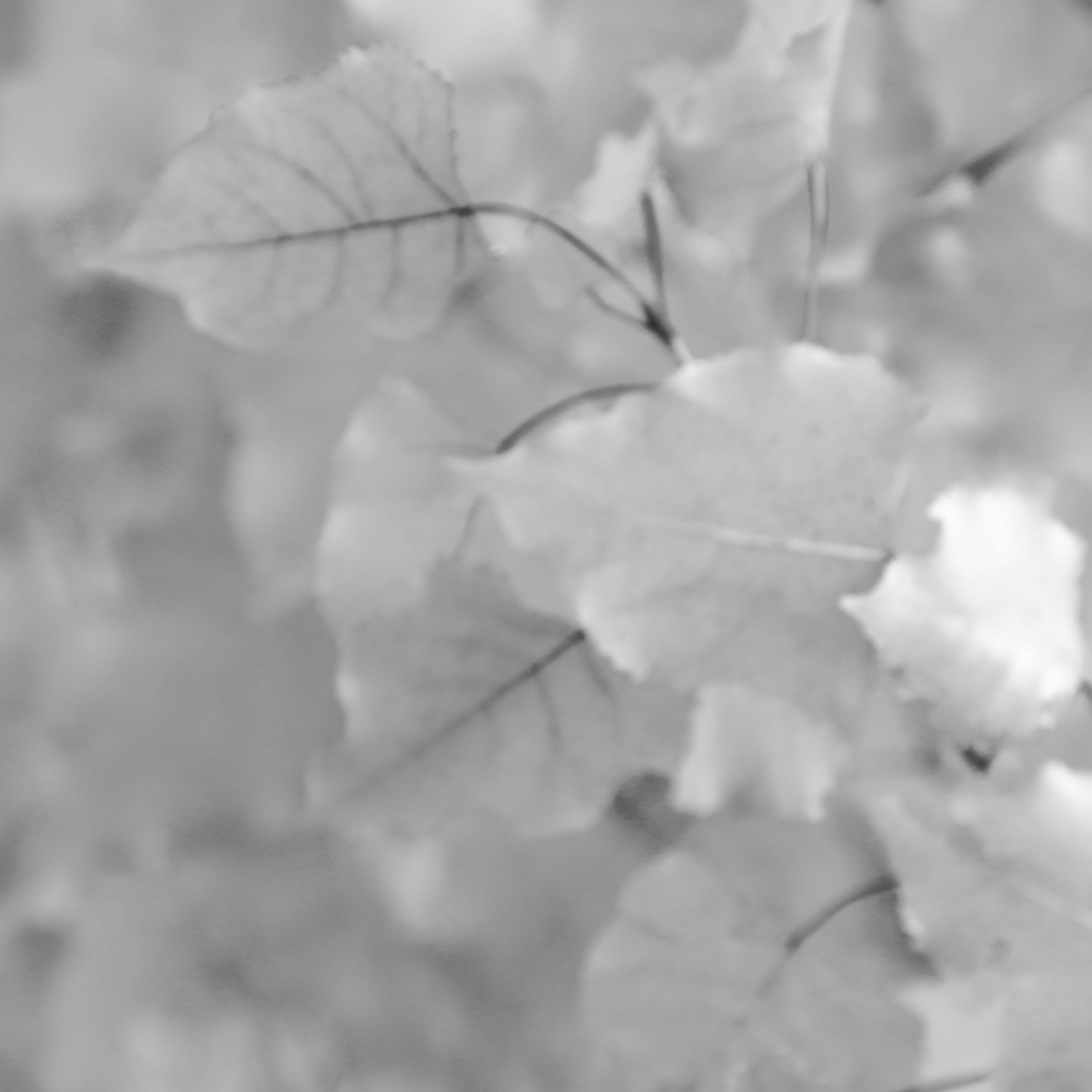 yellow leaves 2020
