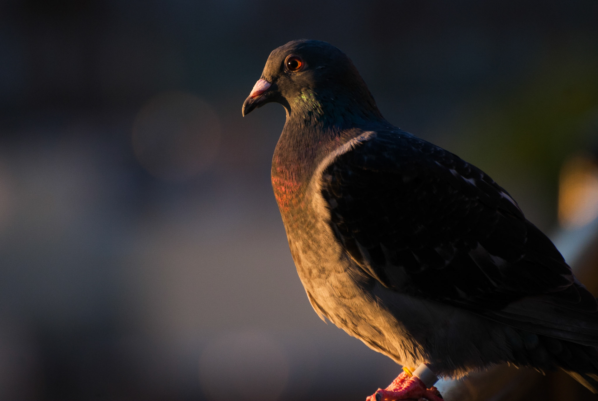 Pigeons Can Look Cool
