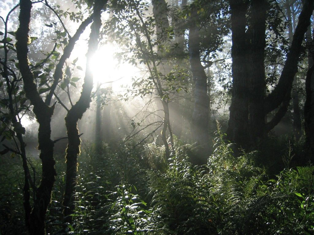 Moody forest