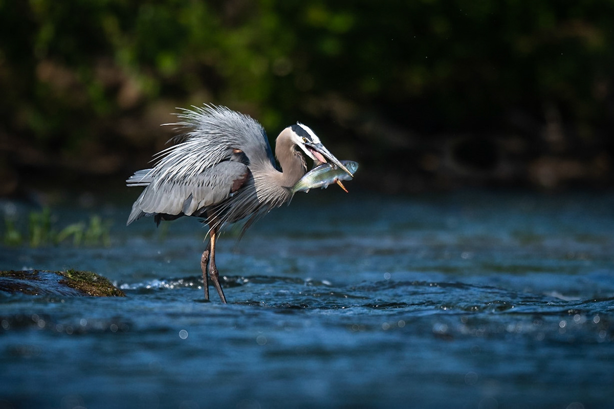 Great Blue Heron