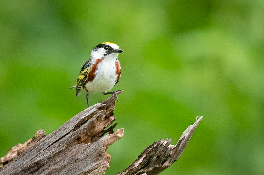 Chestnut-sided Warbler