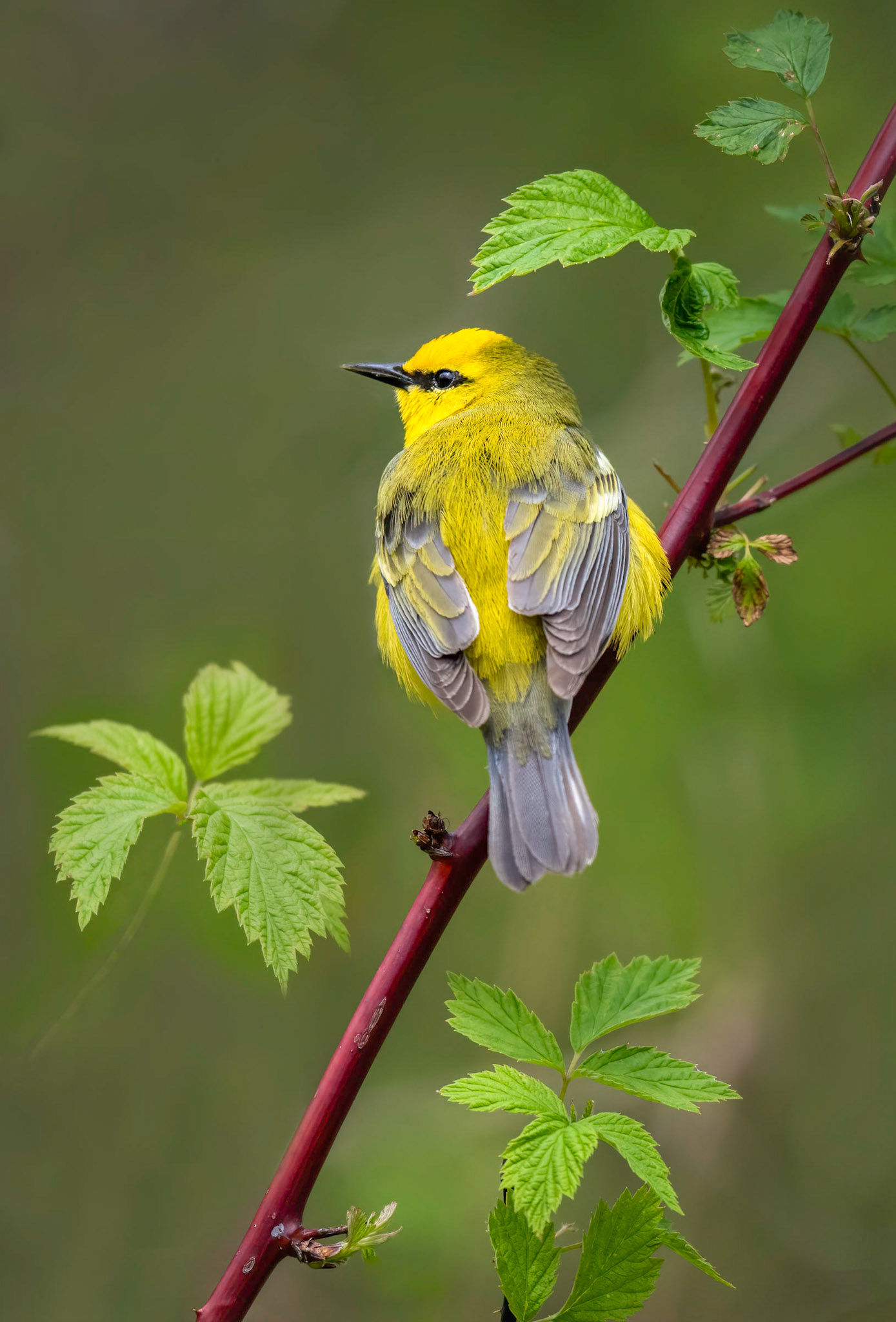 Blue-winged Warbler