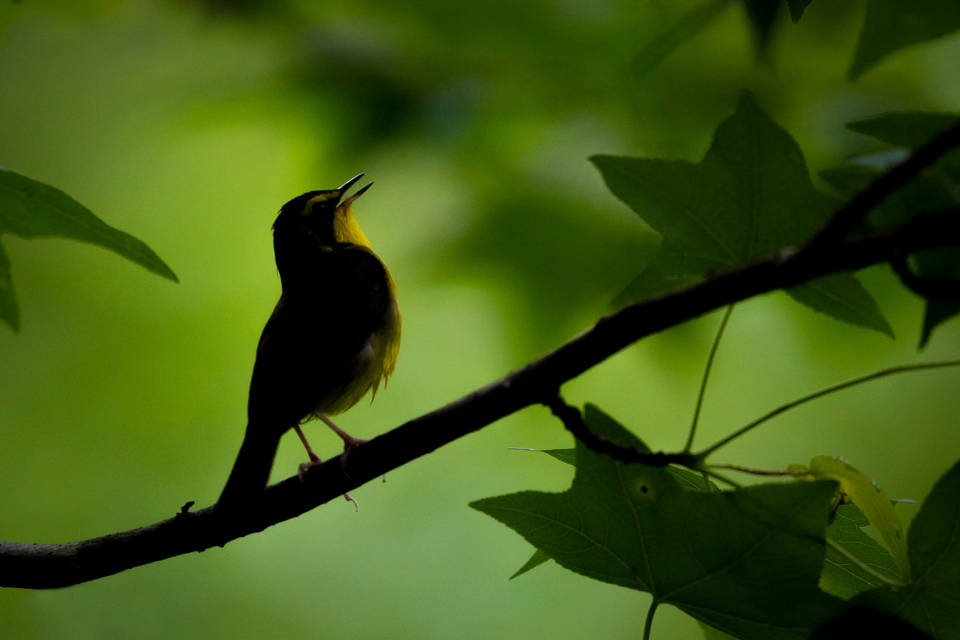 Kentucky Warbler