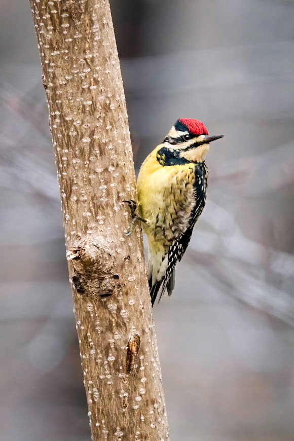 Yellow-bellied sapsucker