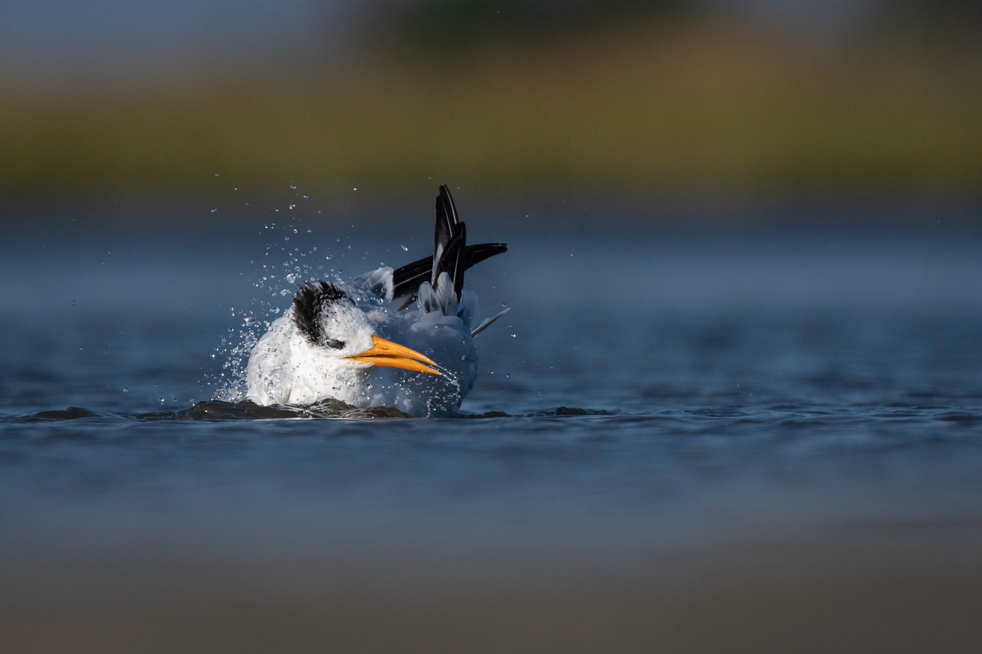 Royal Tern