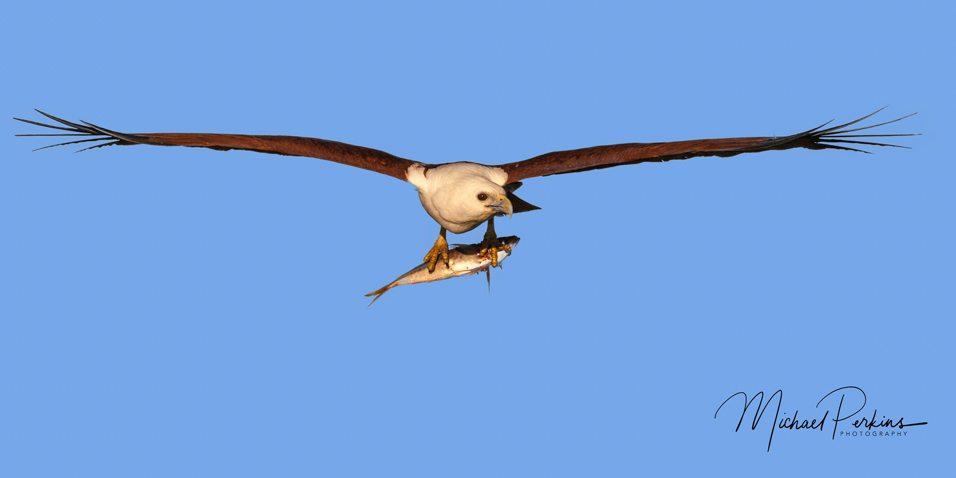 Brahminy Kite
