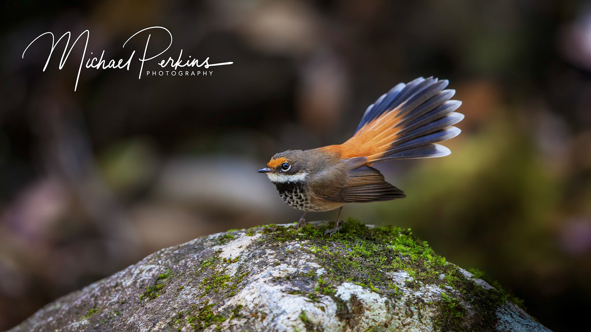 Rufous fantail
