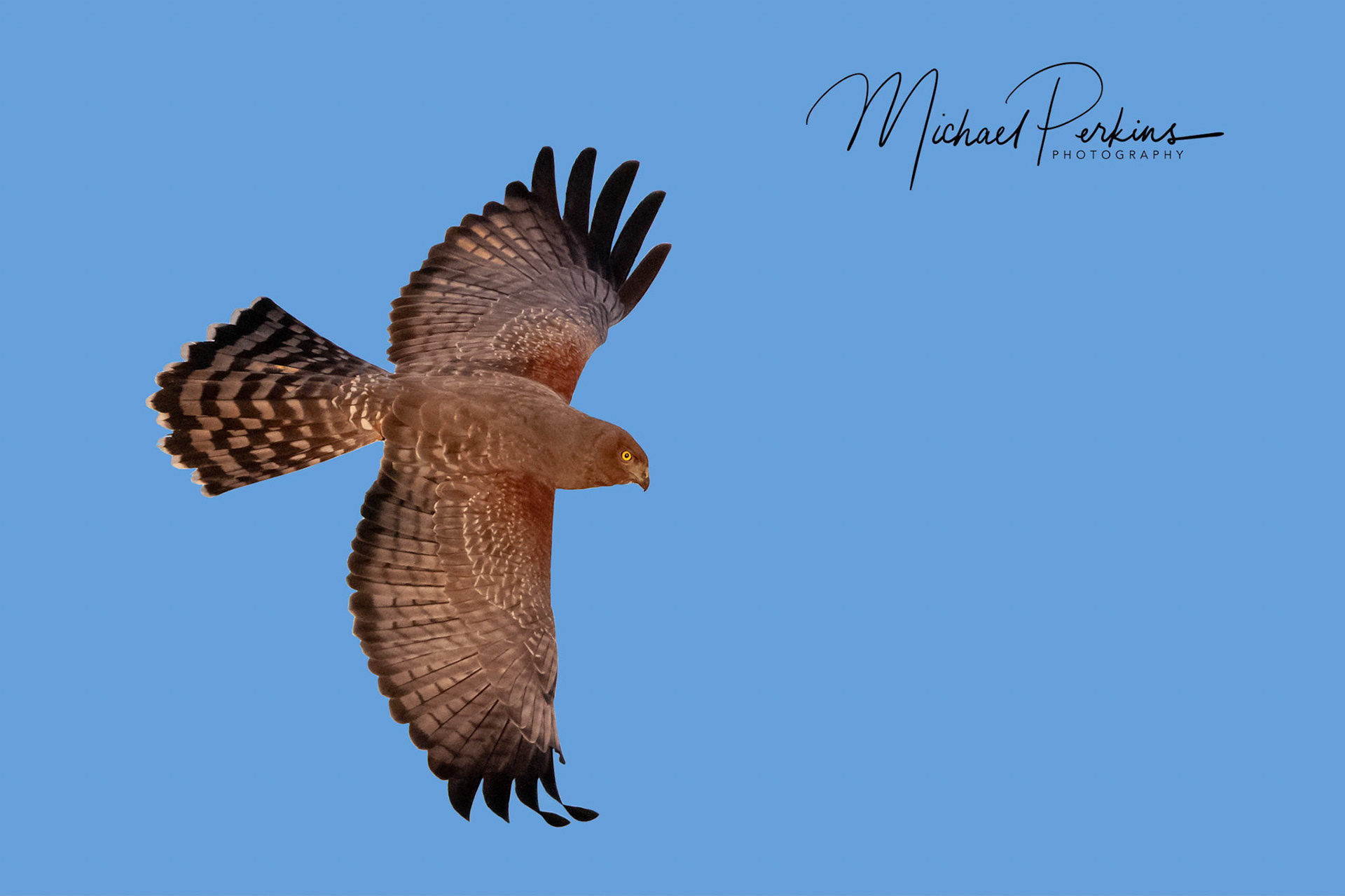 Spotted harrier
