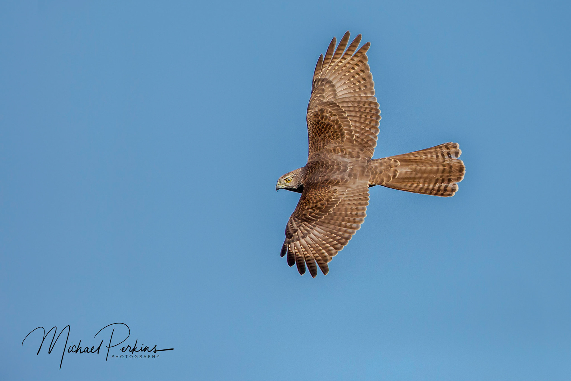 Brown Goshawk