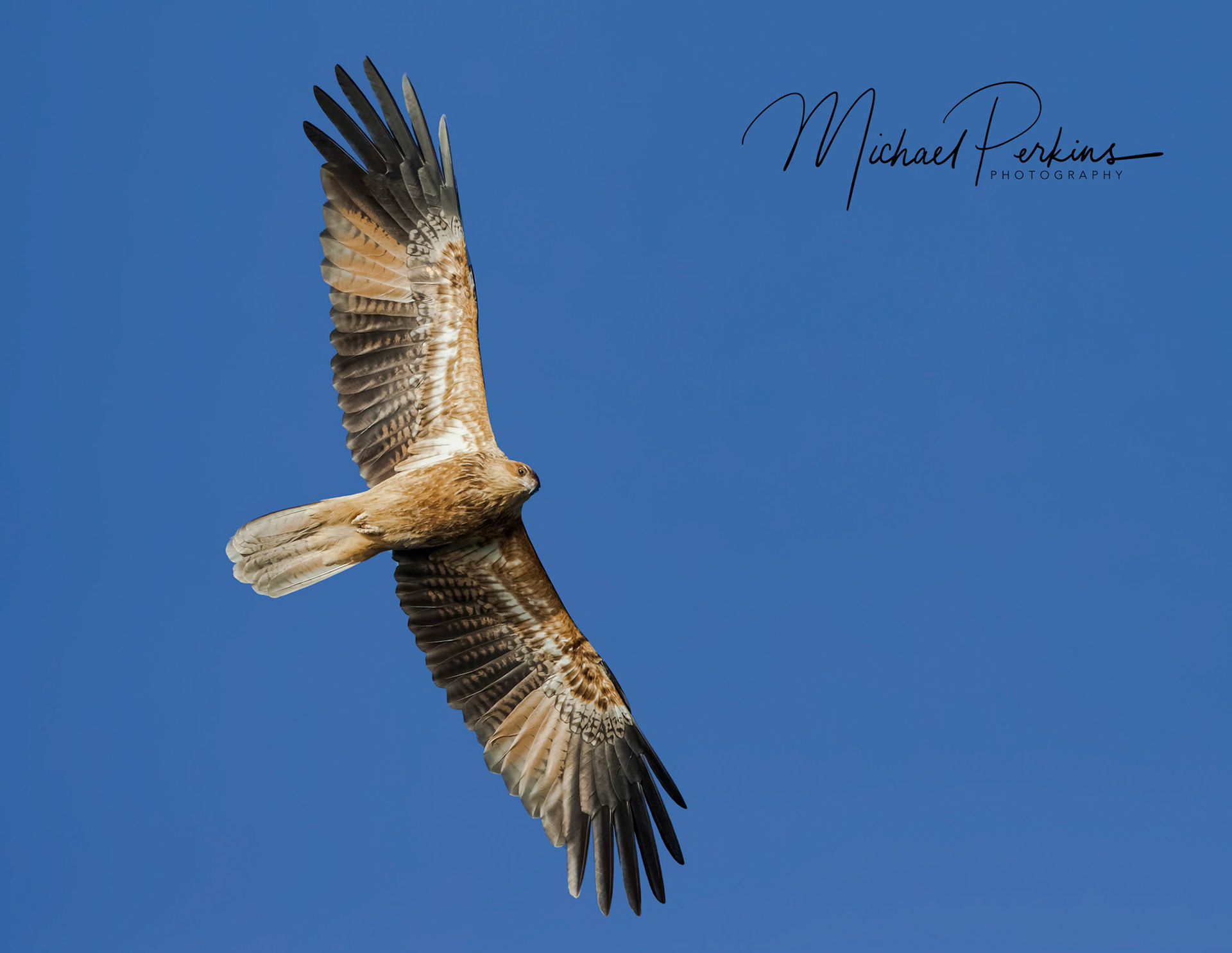 Whistling Kite