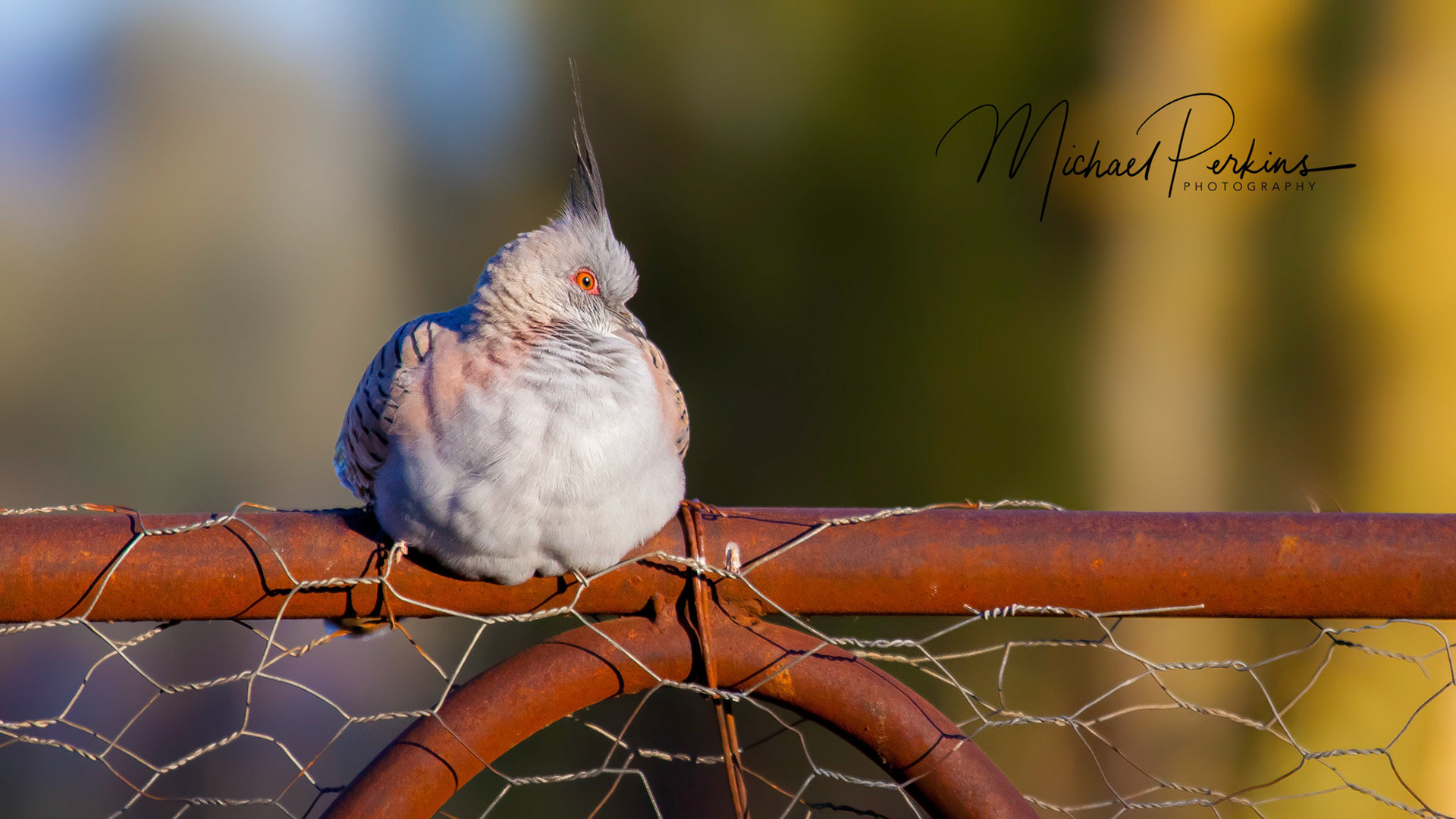 Crested pigeon, Attunga.