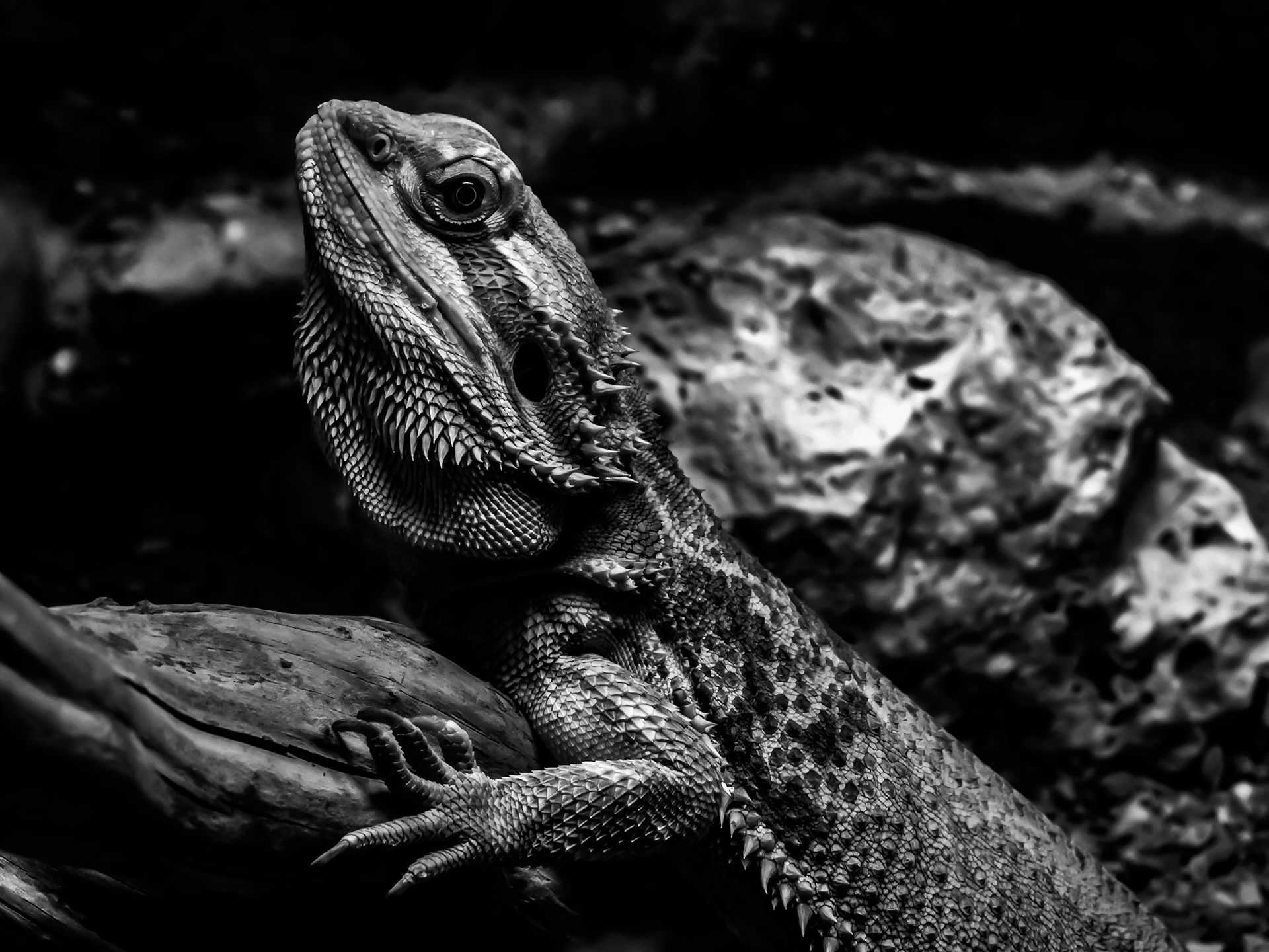 Double G Photography - Amphibians & Reptiles