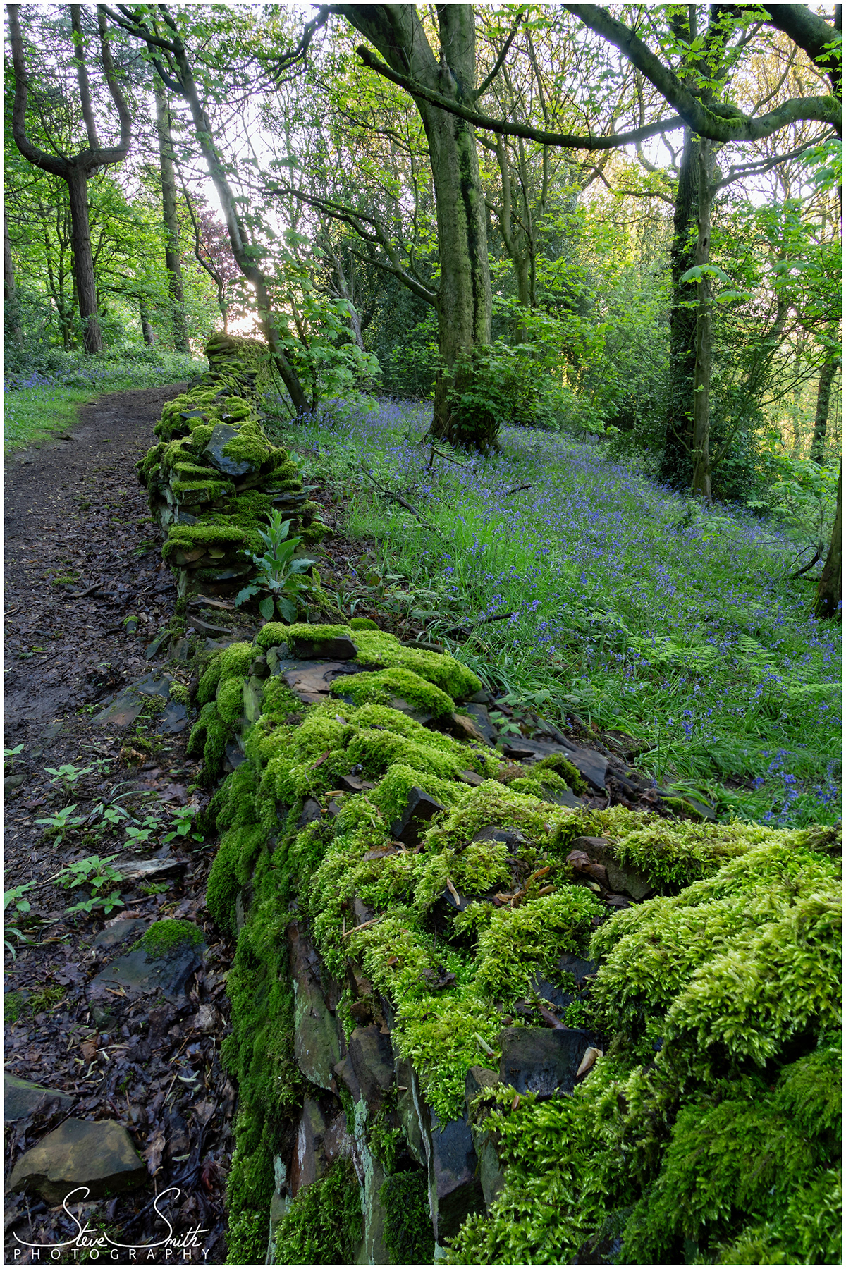 Steve Smith Photography - Linacre Woods