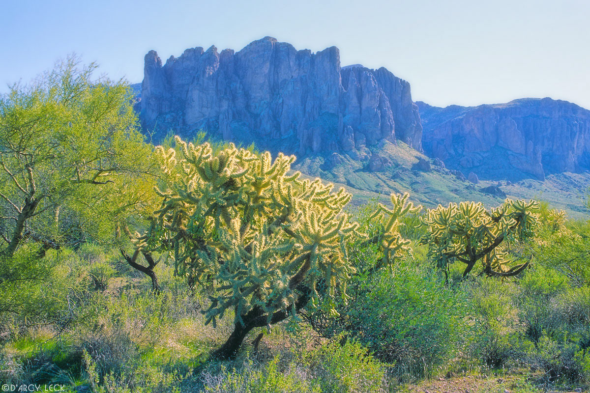 Cholla cactus and Palo Verde tree with the Superstition Mountains beyond, Arizona