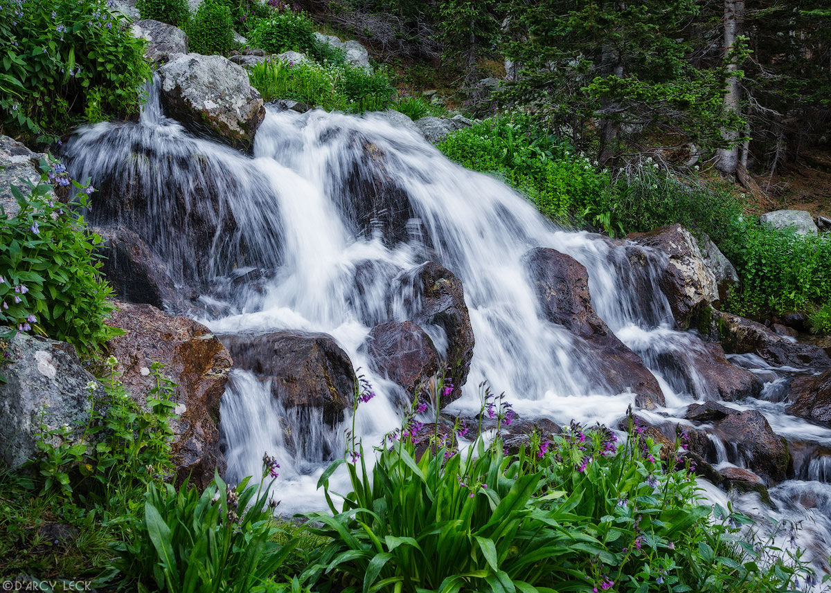 Wildflowers blossom along tumbling creek that feeds into Huerfano River near Mount Lindsey, Colorado