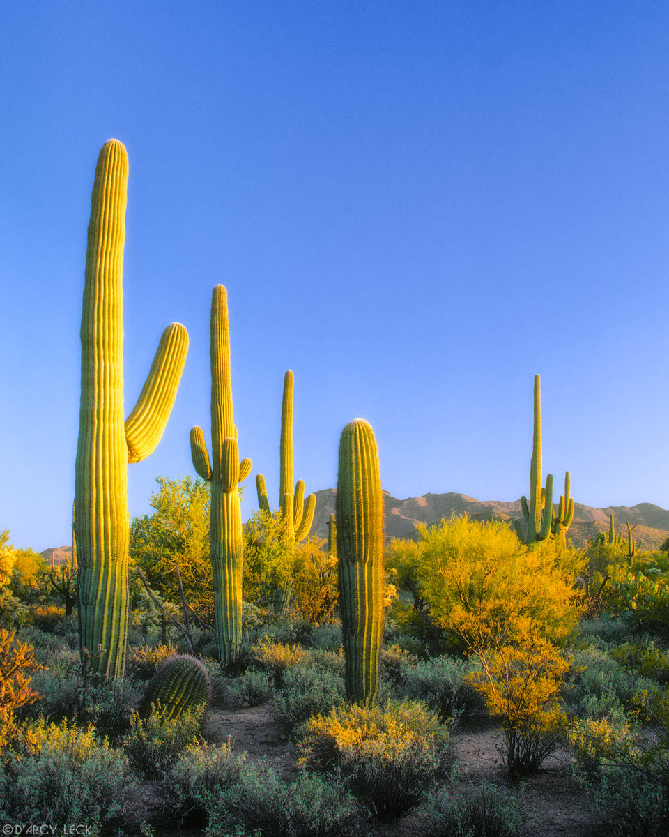 Sonoran Desert Saguaros in late afternoon light, Saguaro National Park, Arizona