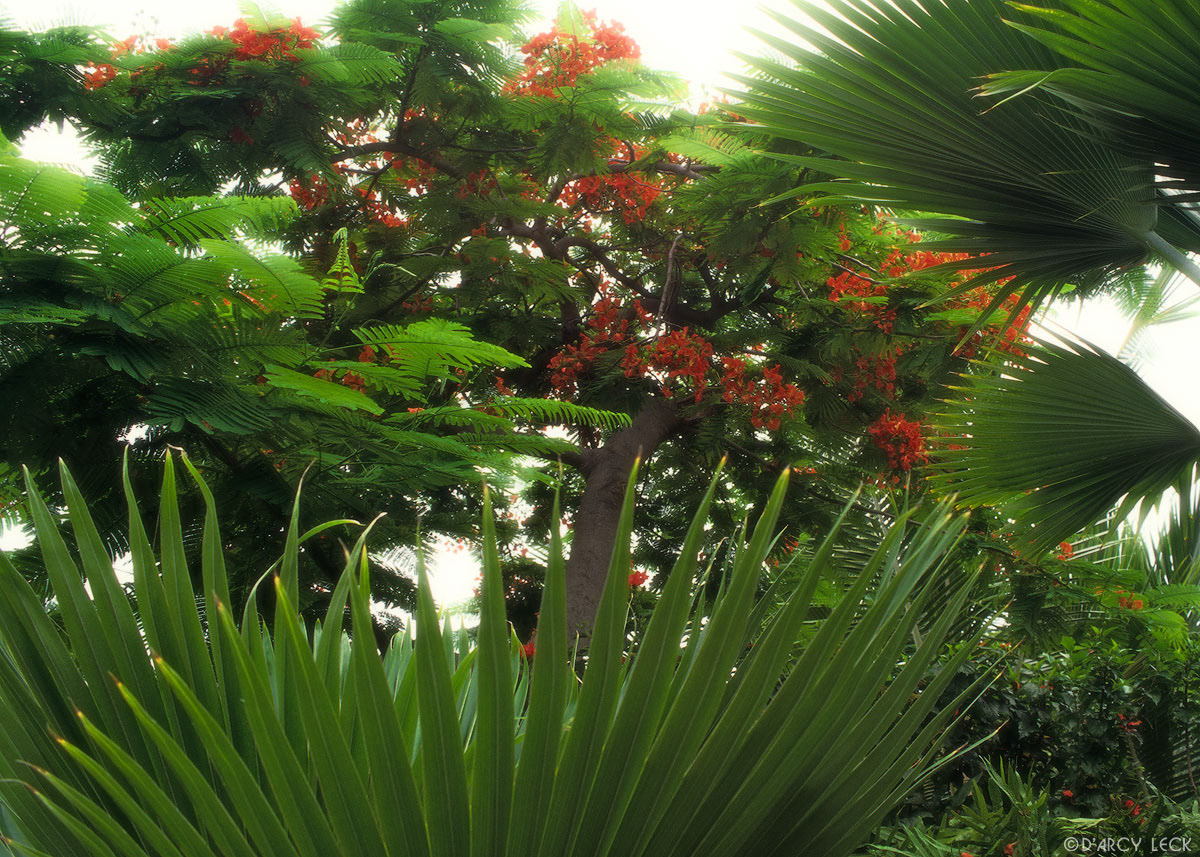 Palm fronds and orange-blossomed tree, Kauai, Hawaii