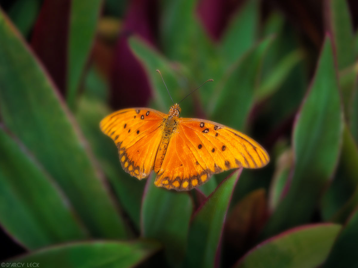 Orange Butterfly on leaves of red and green plant, Hawaii