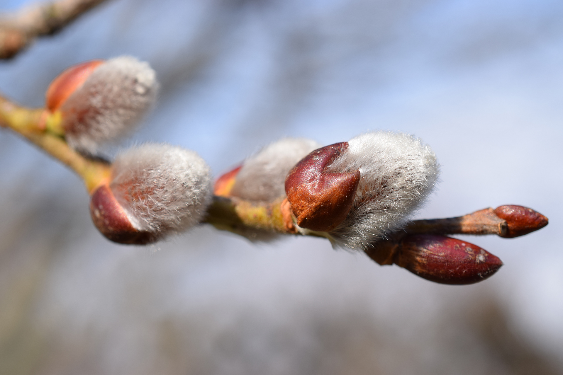 Pussy Willow