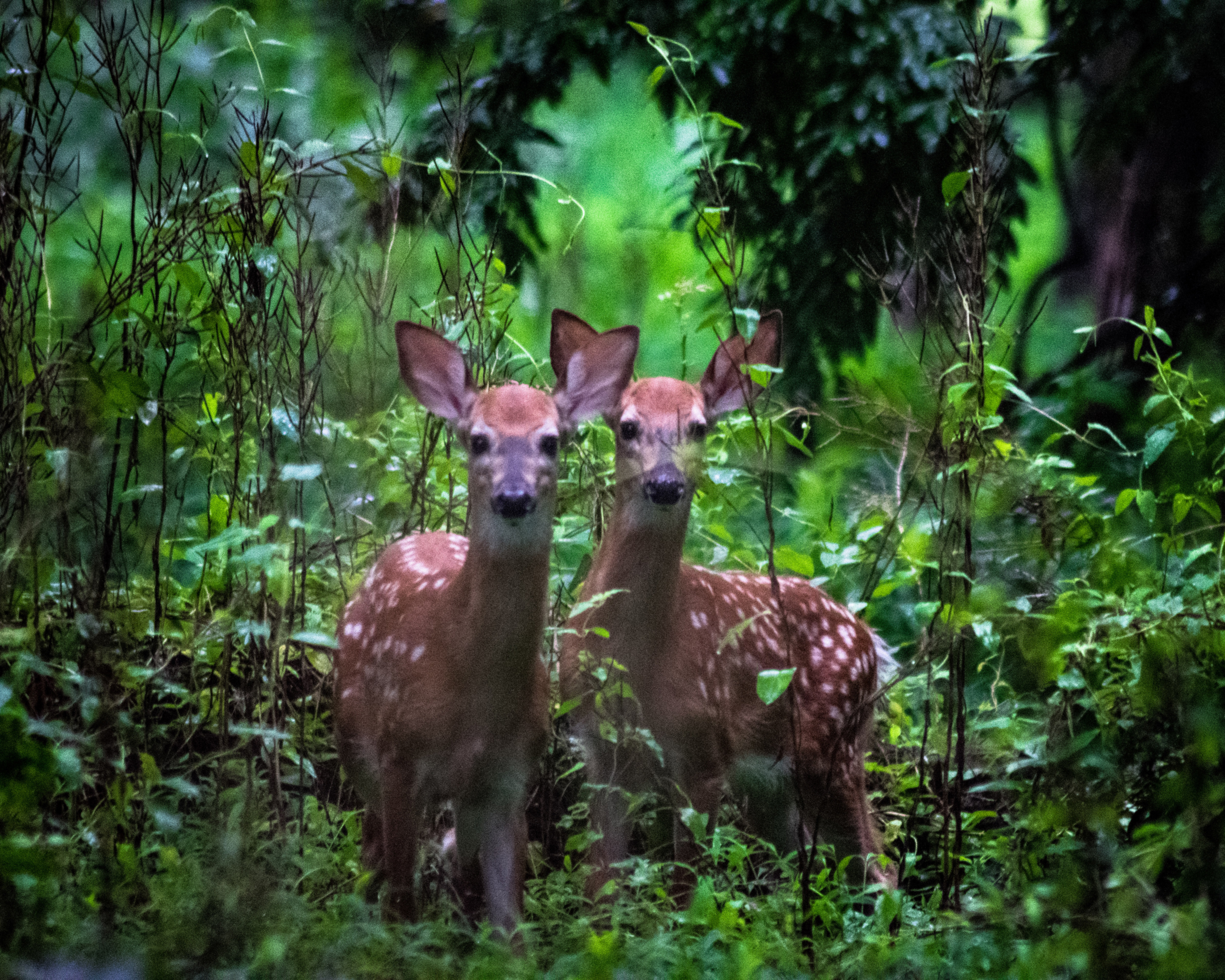 Whitetail Twins
