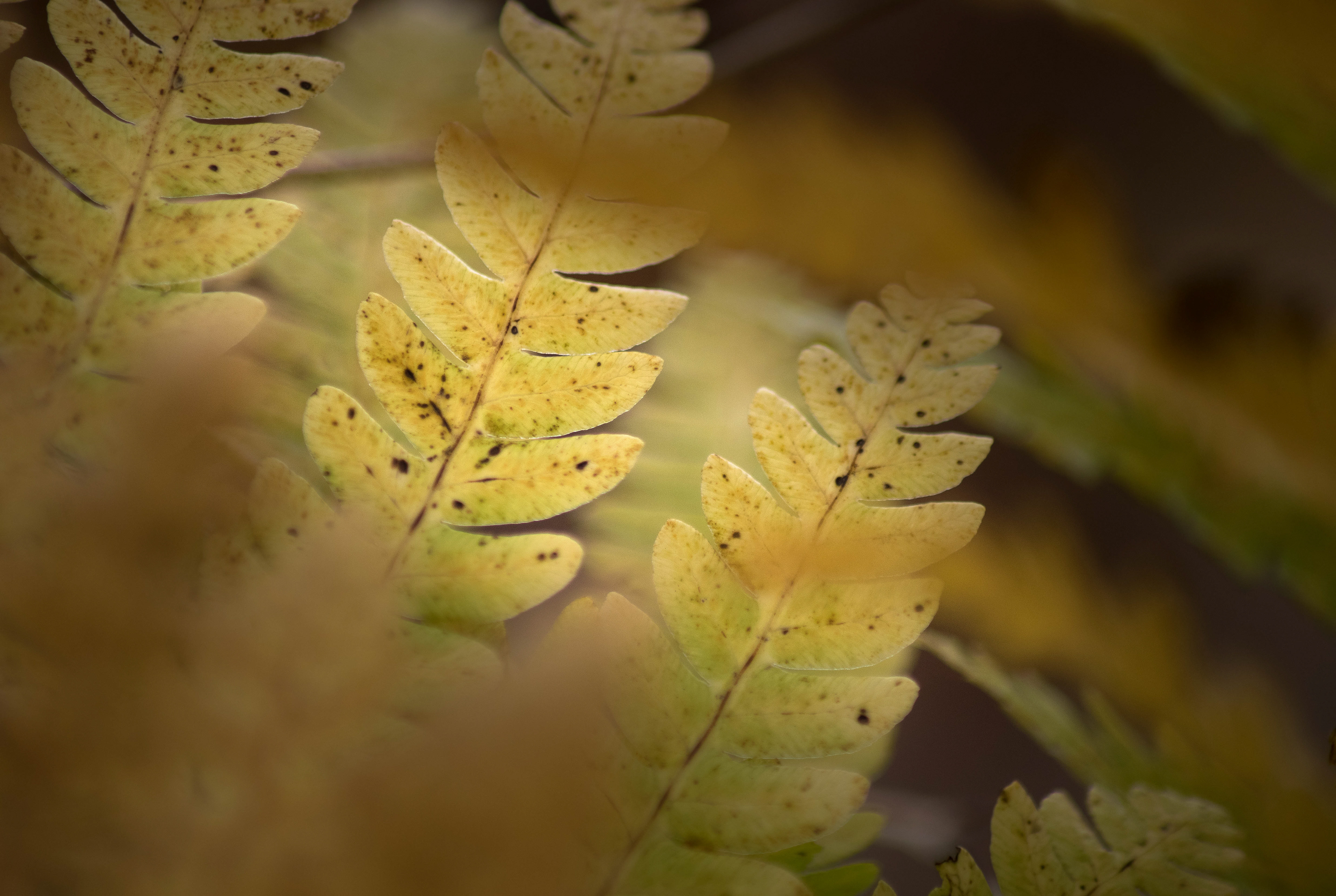 Fern
