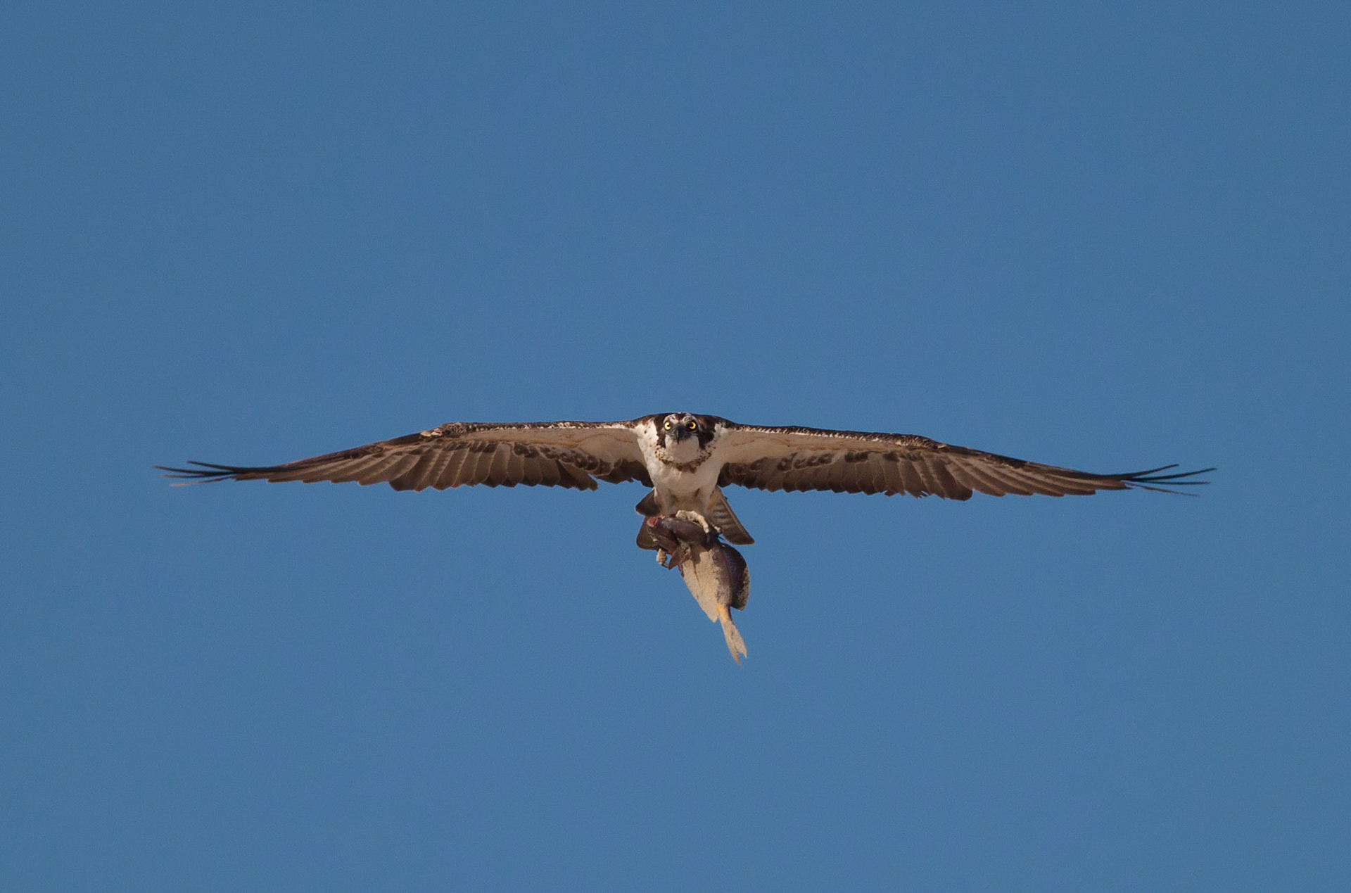 Osprey