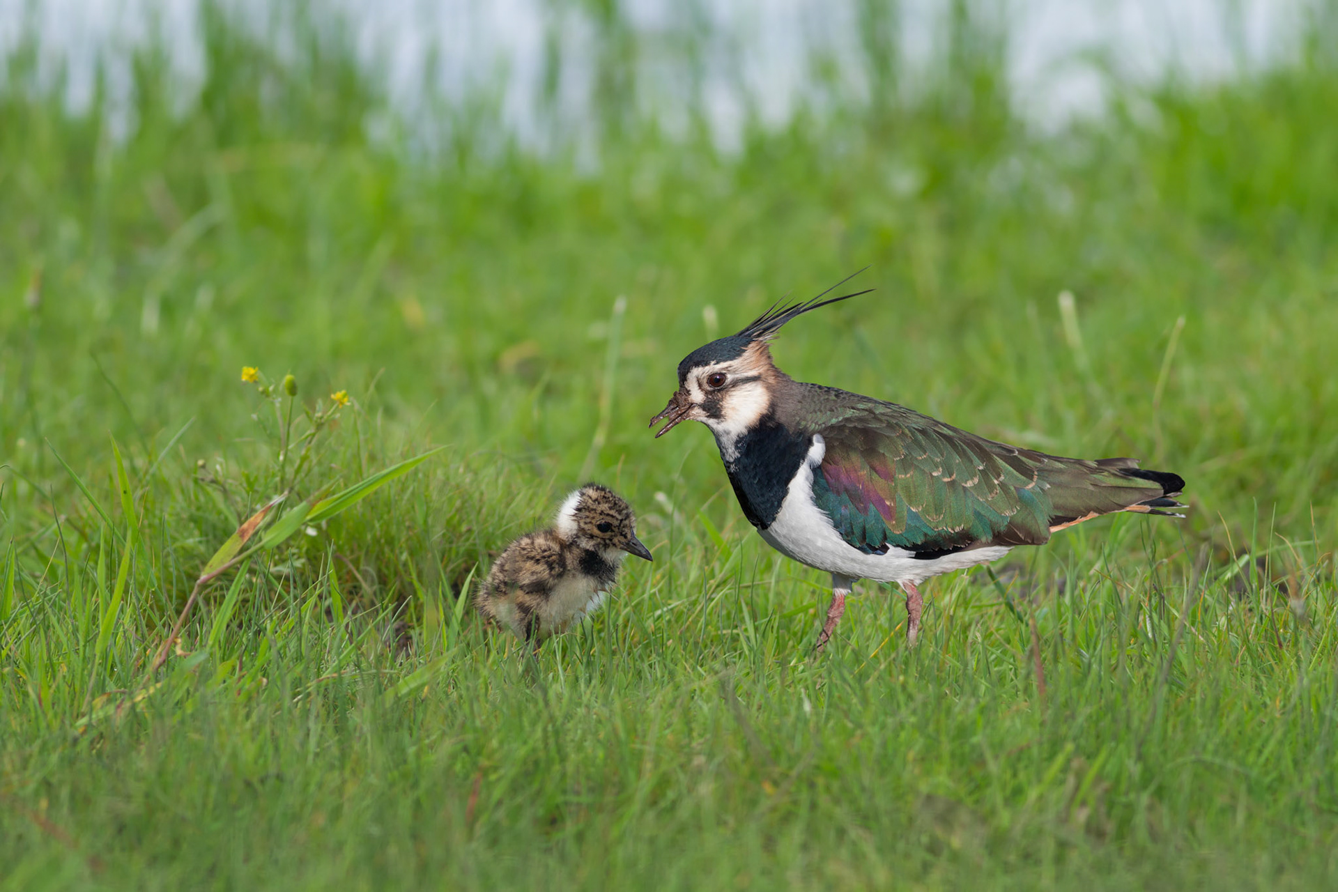 Northern Lapwing (Vanellus vanellus)