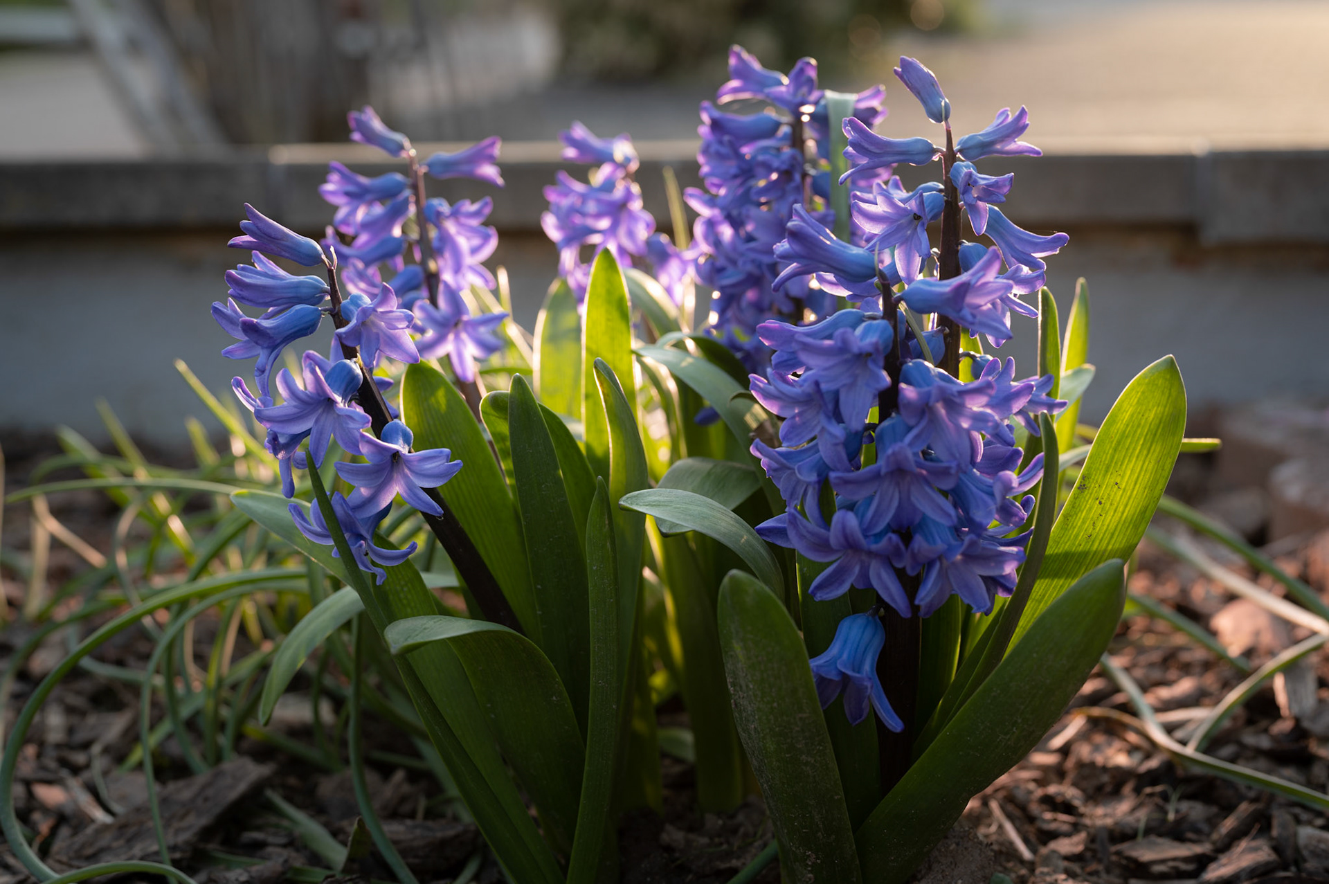 Blitz hinter der Blume für mehr Gegenlicht
