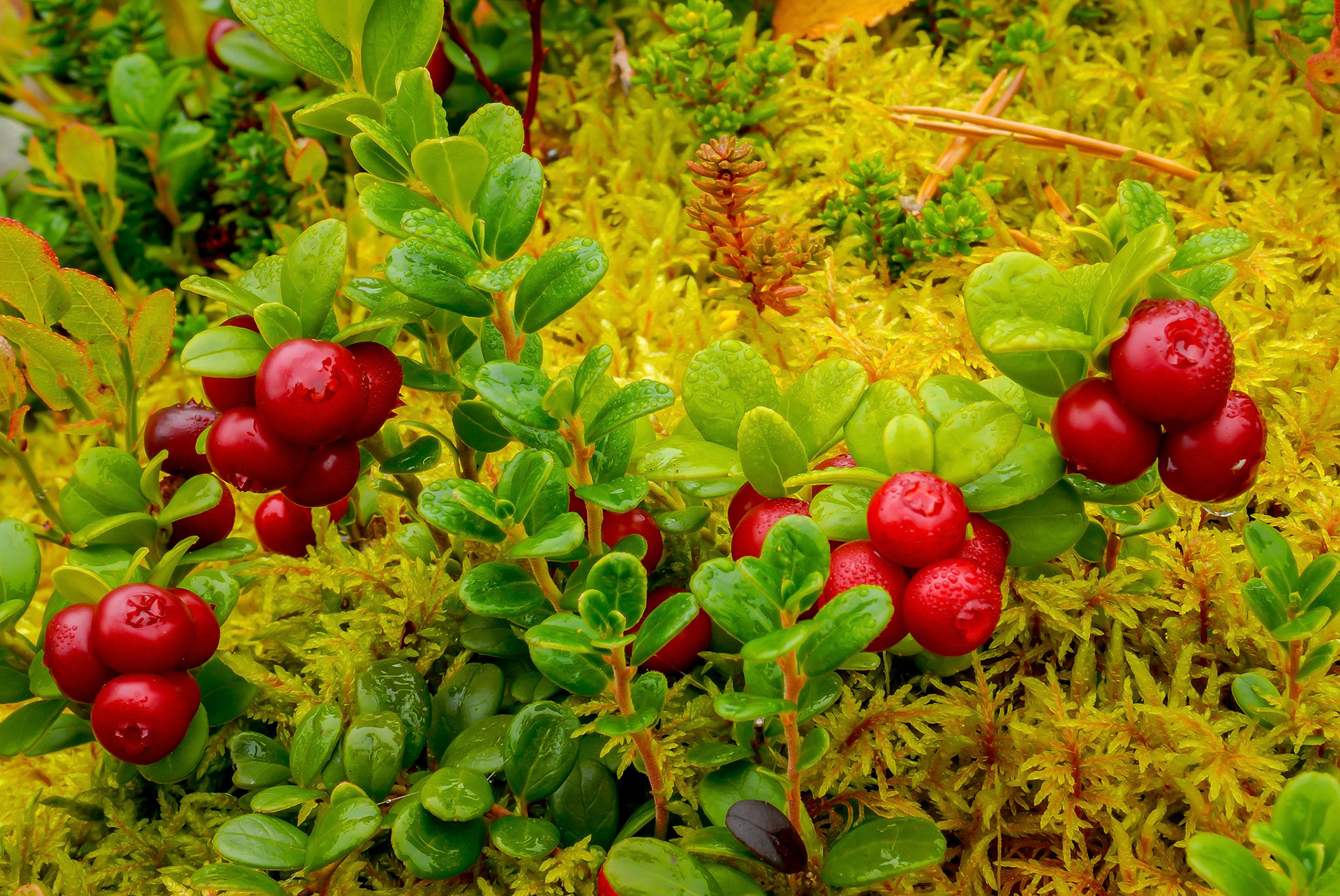 Lingon i Grövelsjön