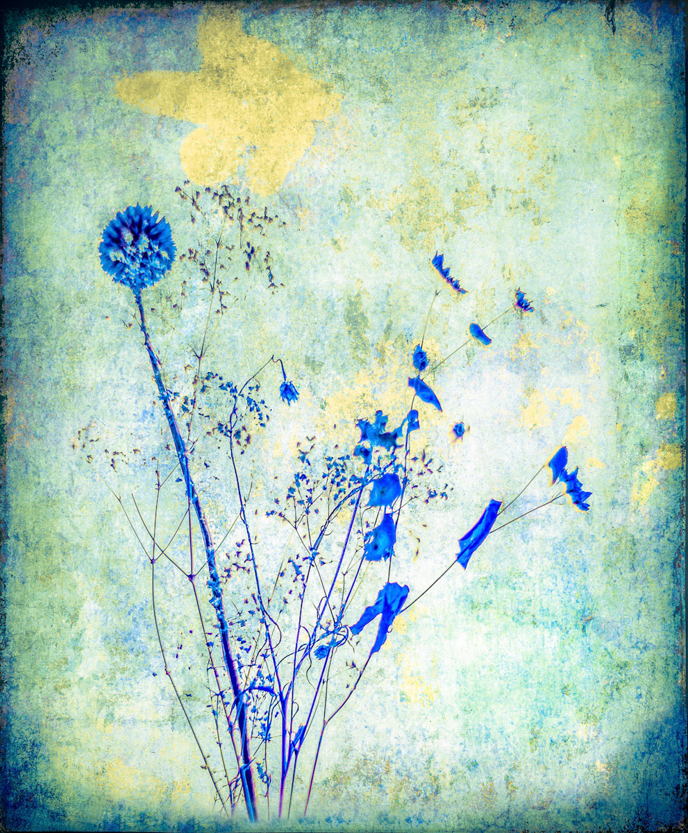 Blå blommor