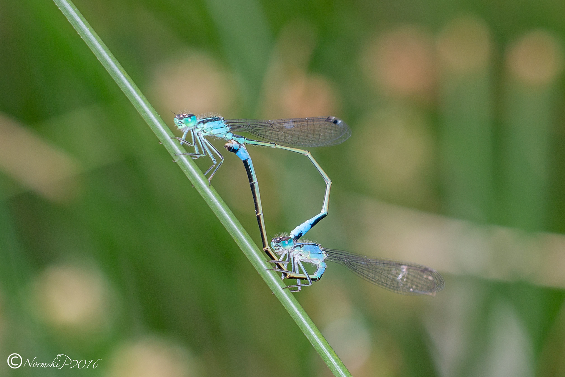 Mating pair of Common Blue Damselfly