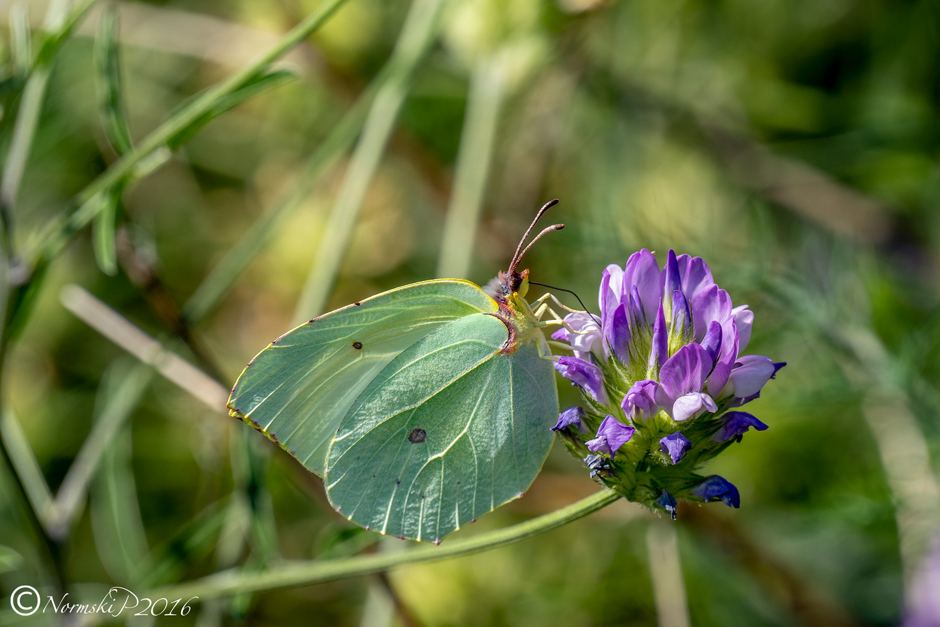 Brimstone Butterfly